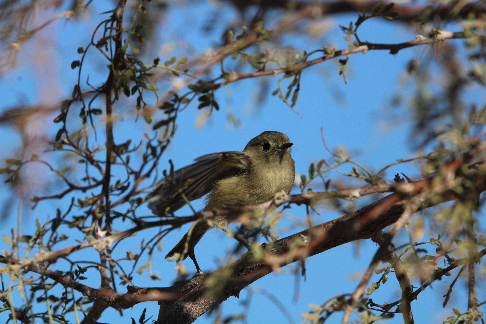 Ruby-crowned Kinglet