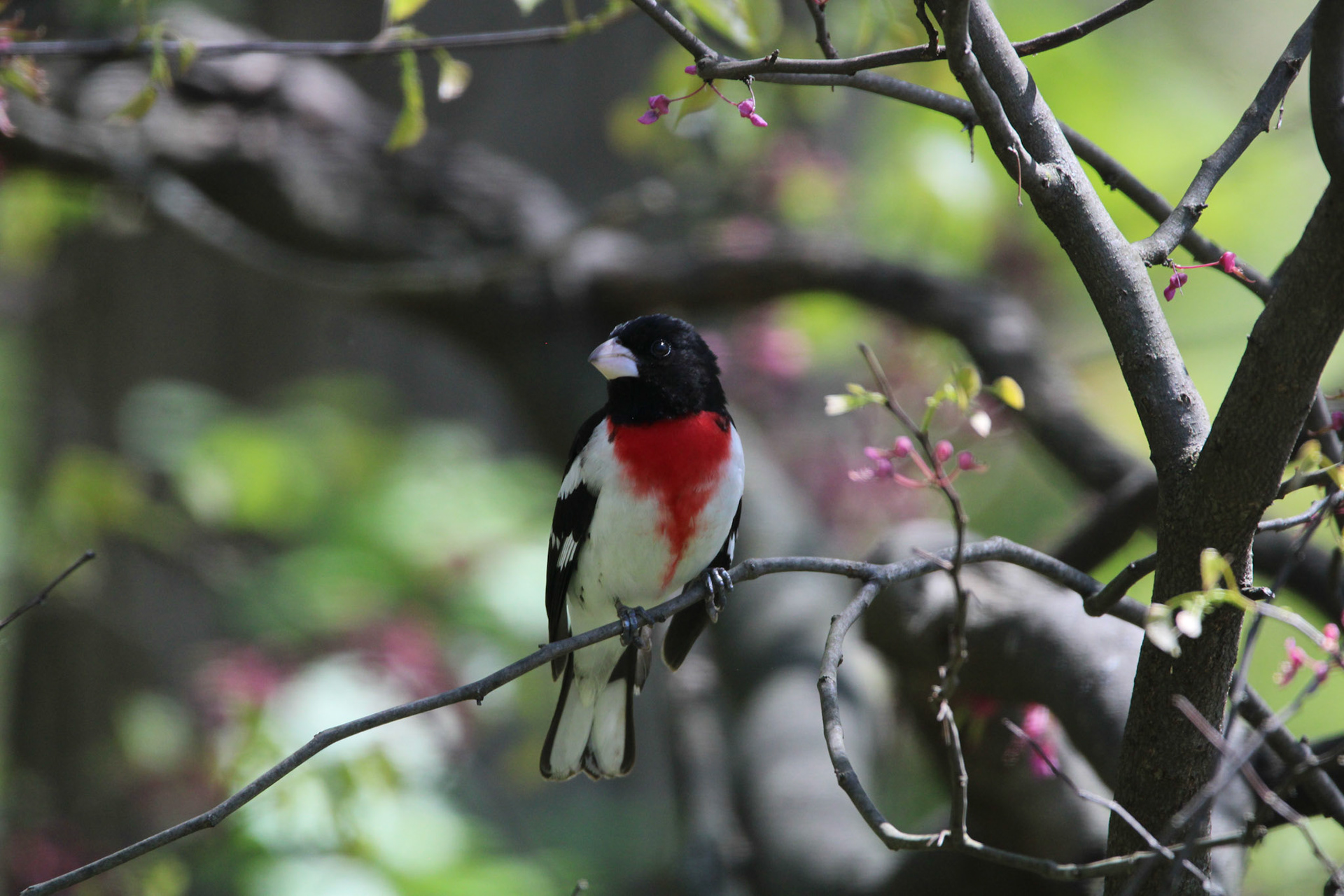Rose-breasted Grosbeak