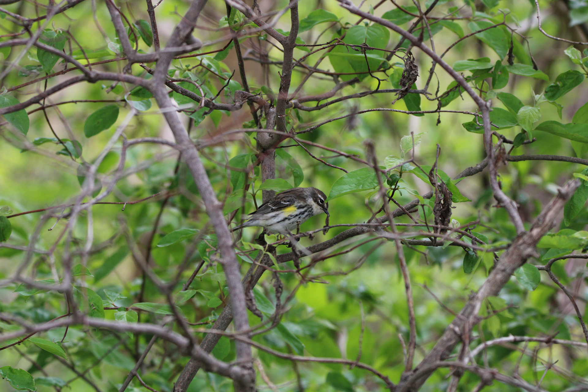 Yellow-rumped Warbler