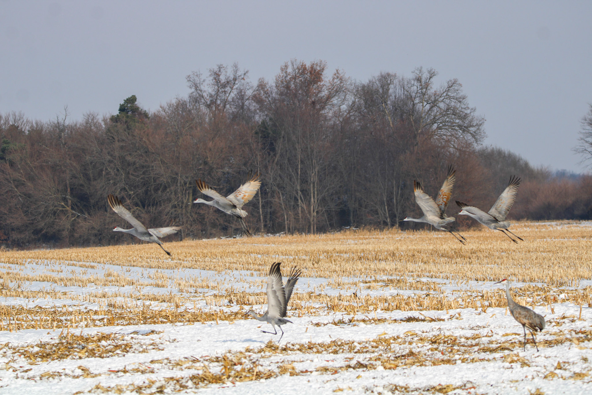 Sandhill Cranes