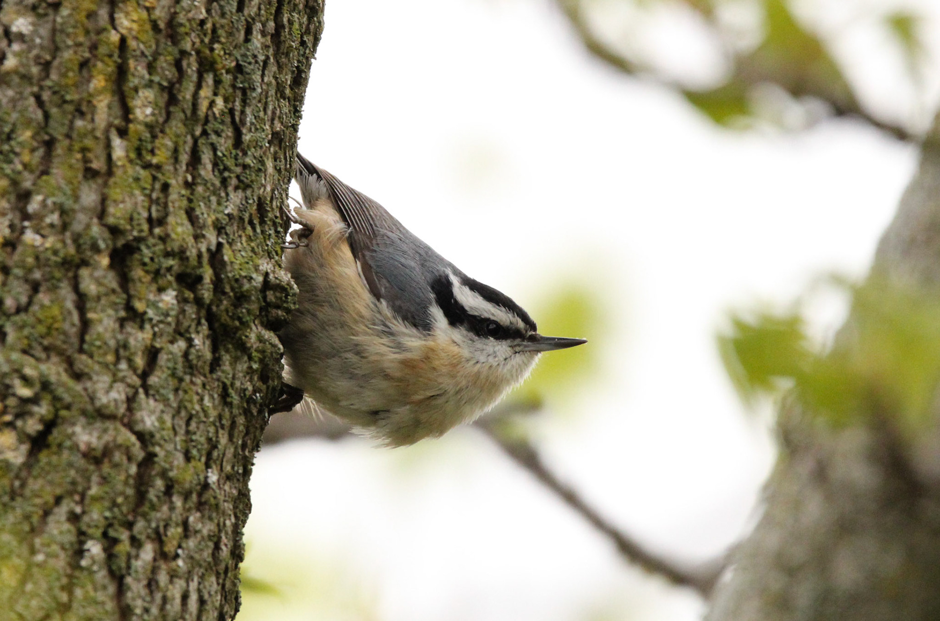 Red-breasted Nuthatch