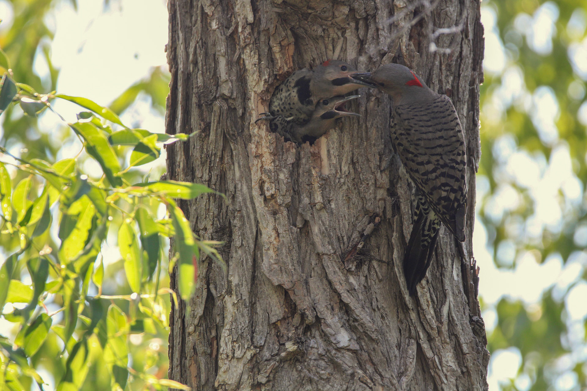 Northern Flicker - Sterling State Park