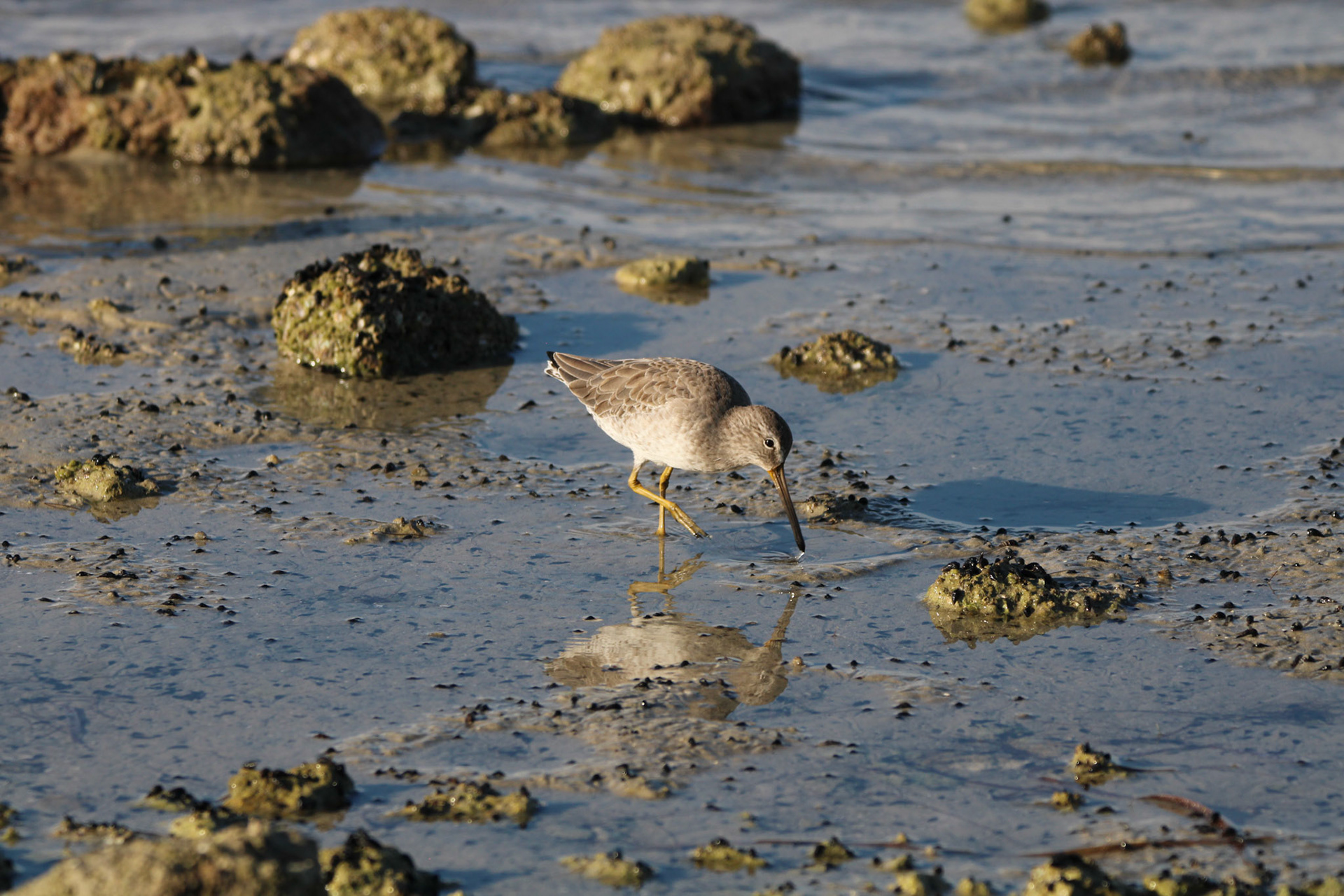 Short-billed Dowitcher