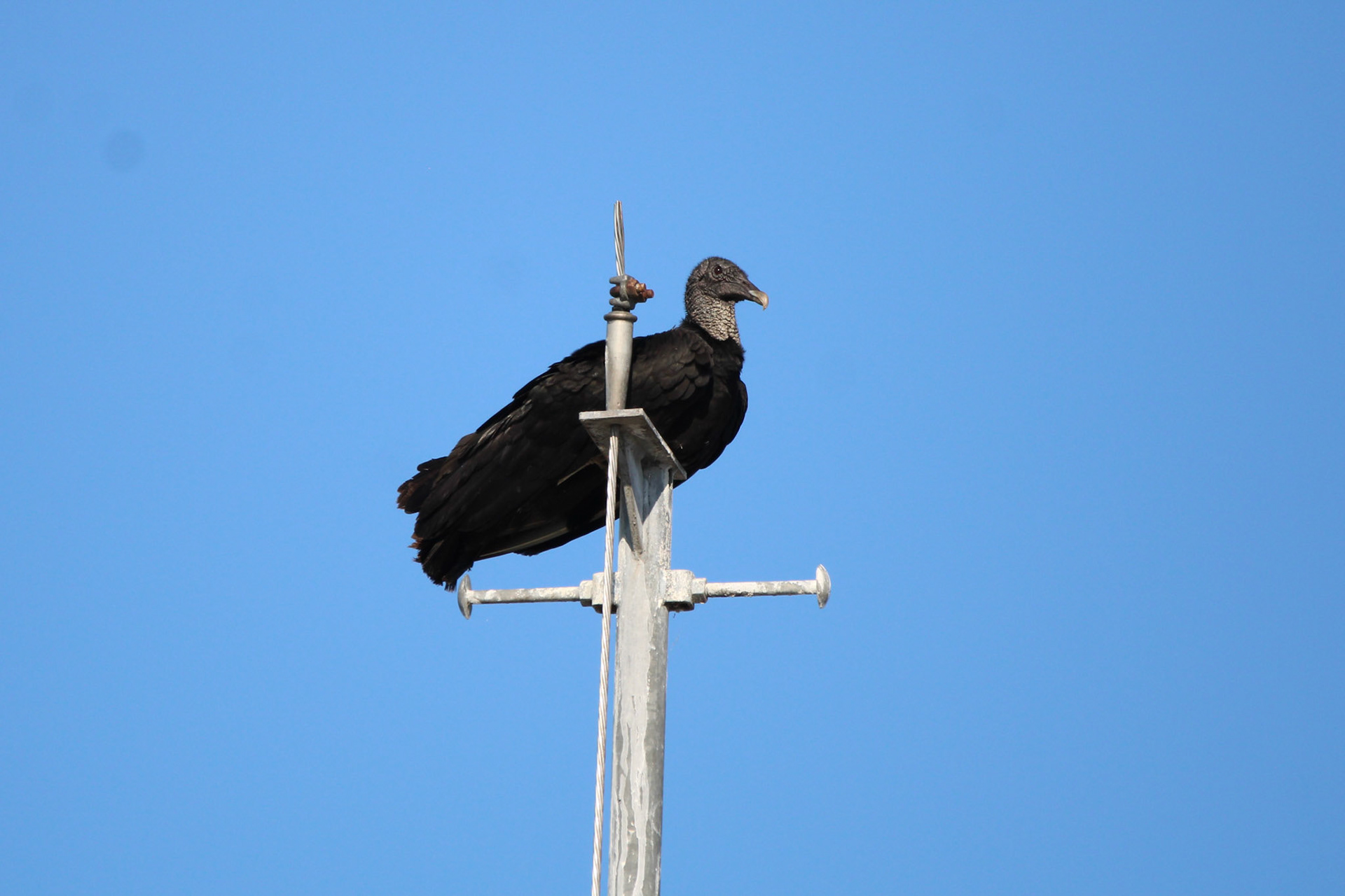 Black Vulture - Holey Land Wildlife Management Area