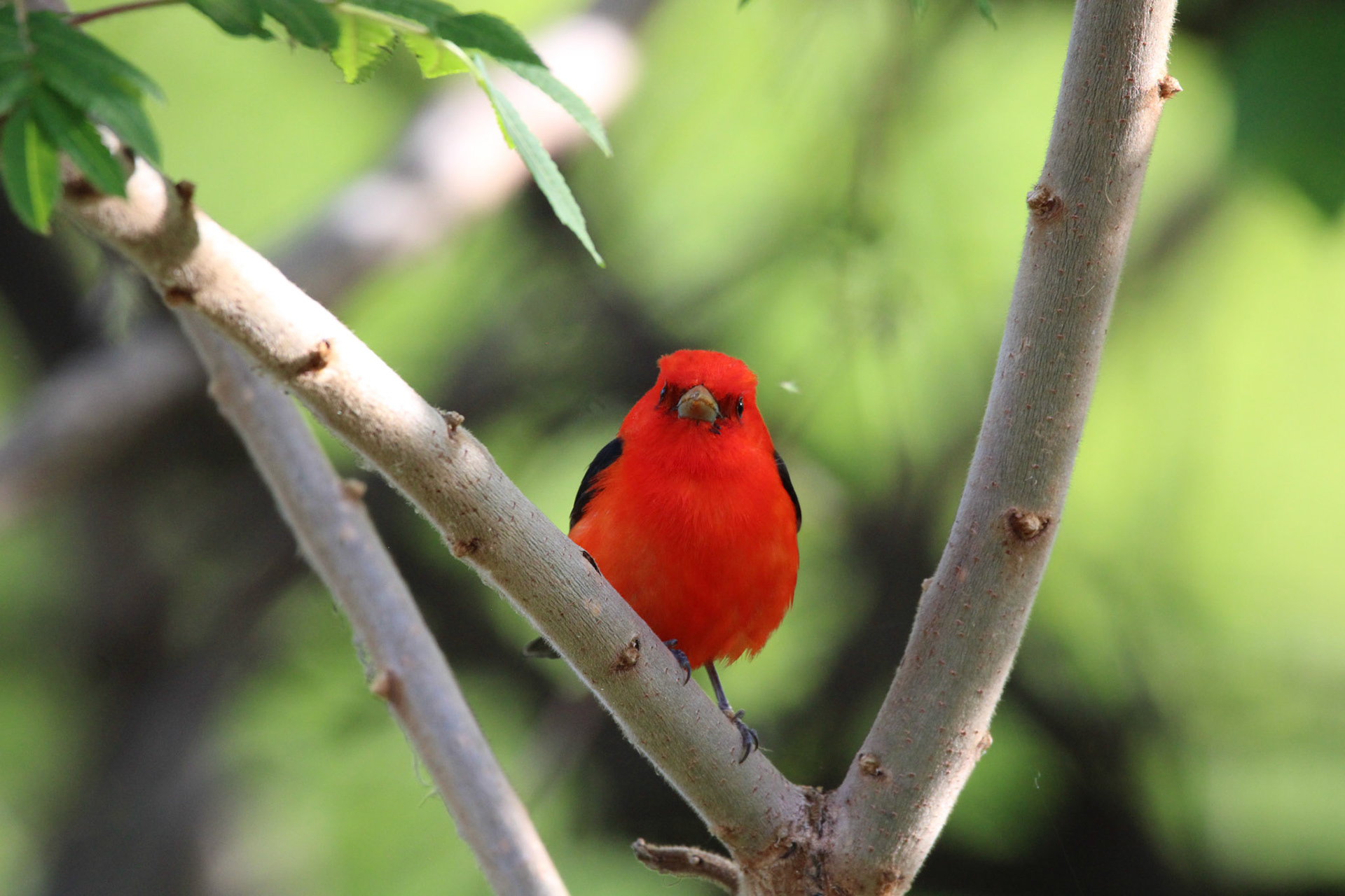 Scarlet Tanager
