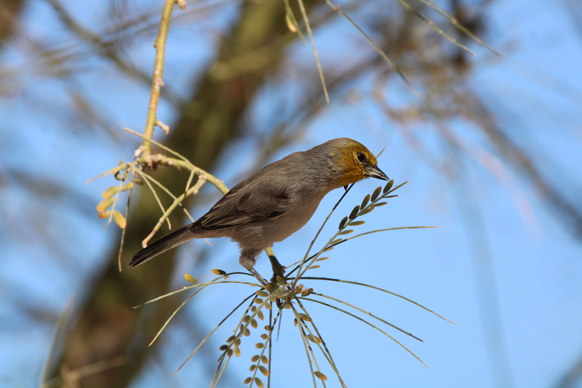 Verdin