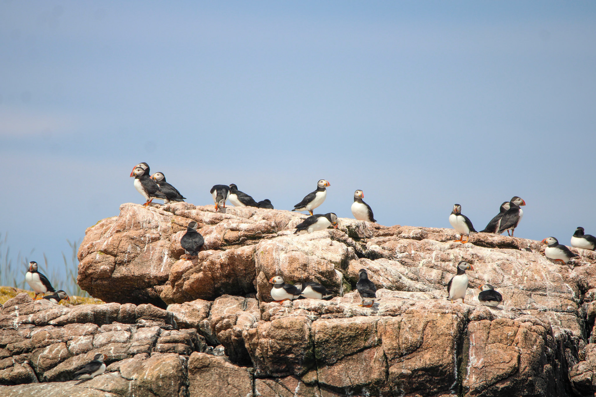 Atlantic Puffin