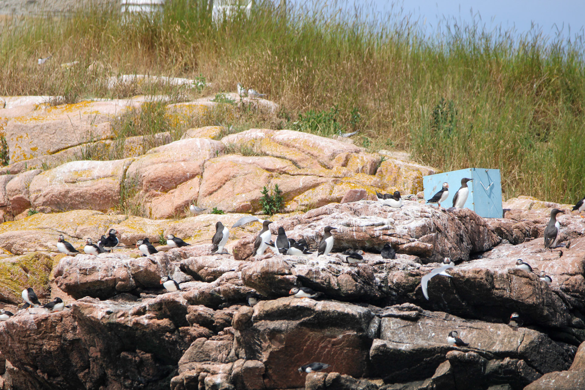 Atlantic Puffins, Common Murre, &amp; Razorbill