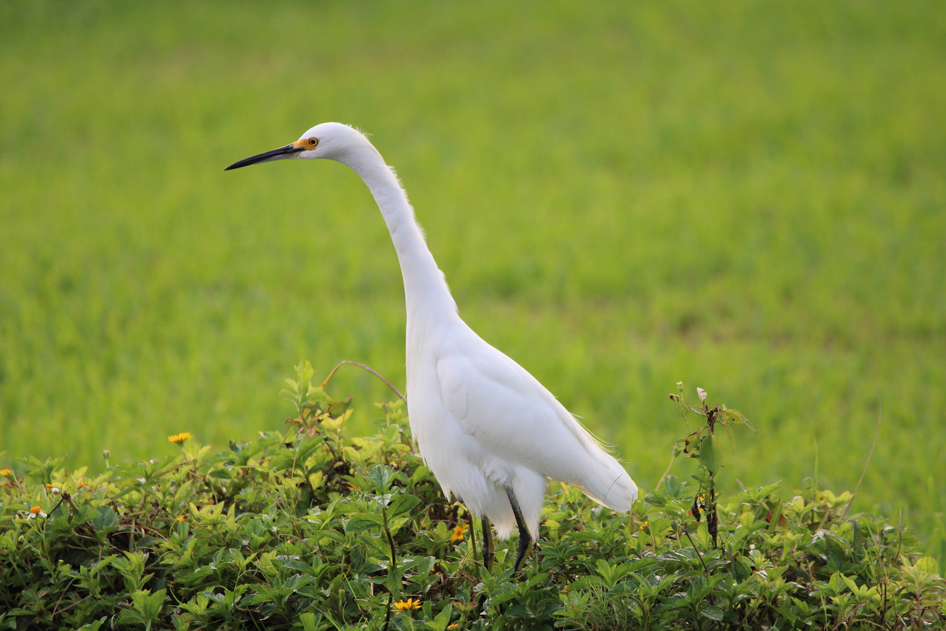 Snowy Egret