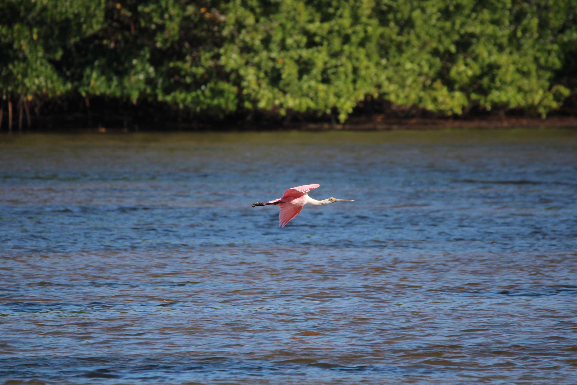 Roseate Spoonbill