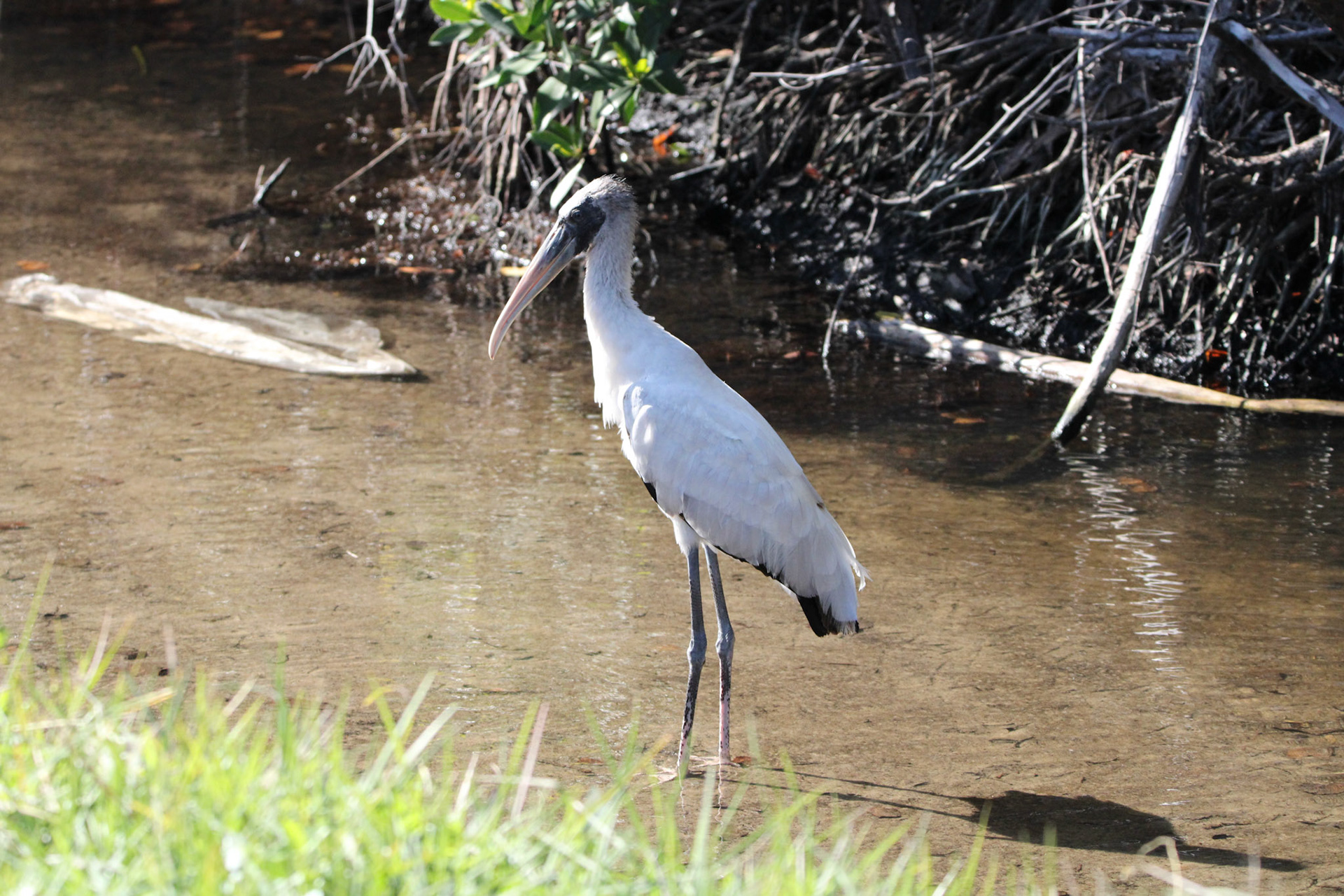 Wood Stork