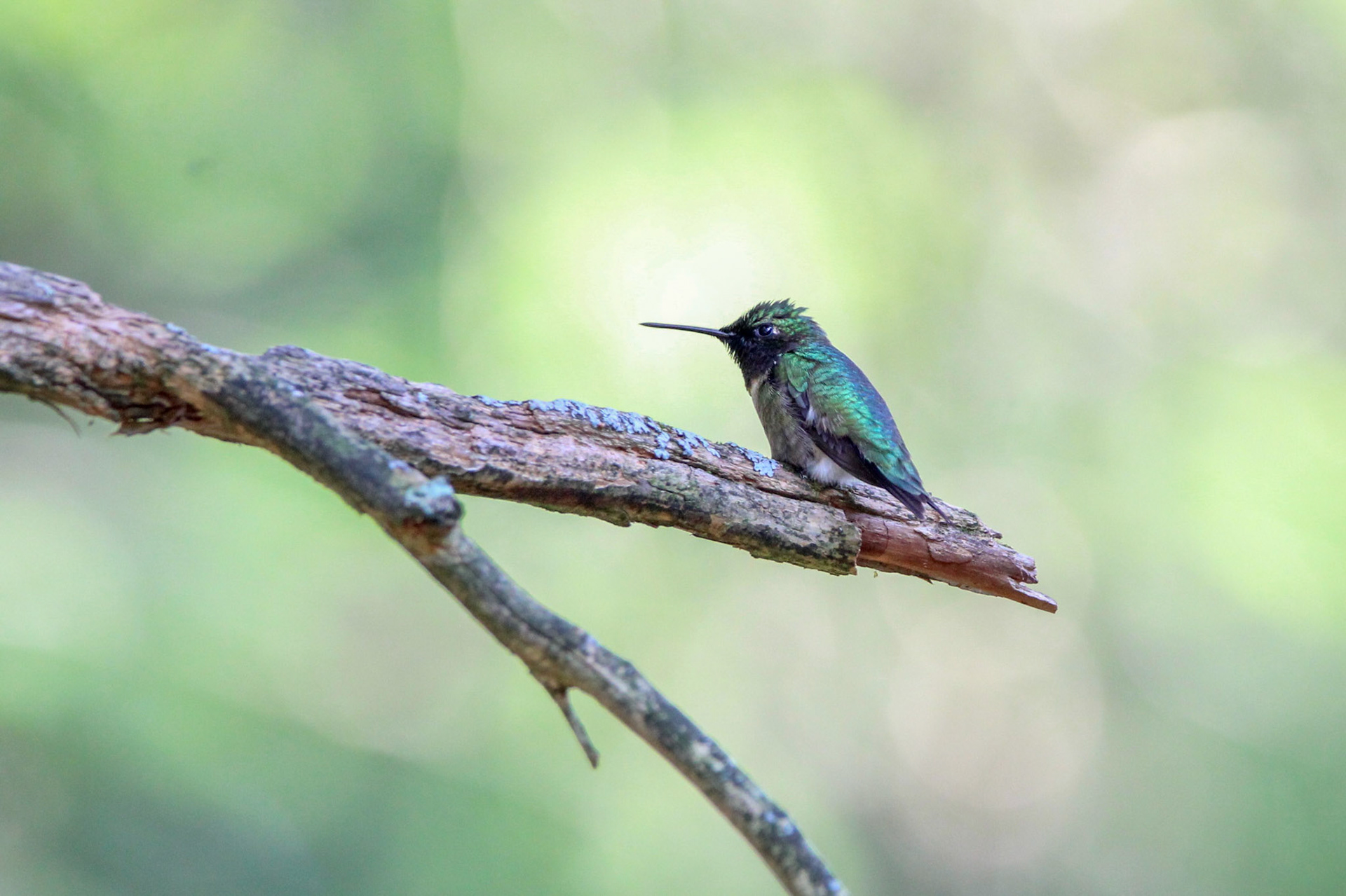 Ruby-throated Hummingbird - Hartwick Pines State Park