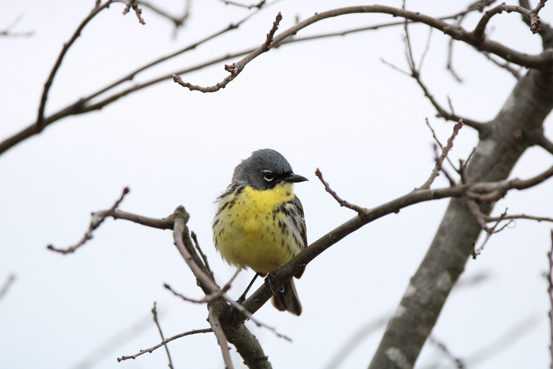 Kirtland's Warbler