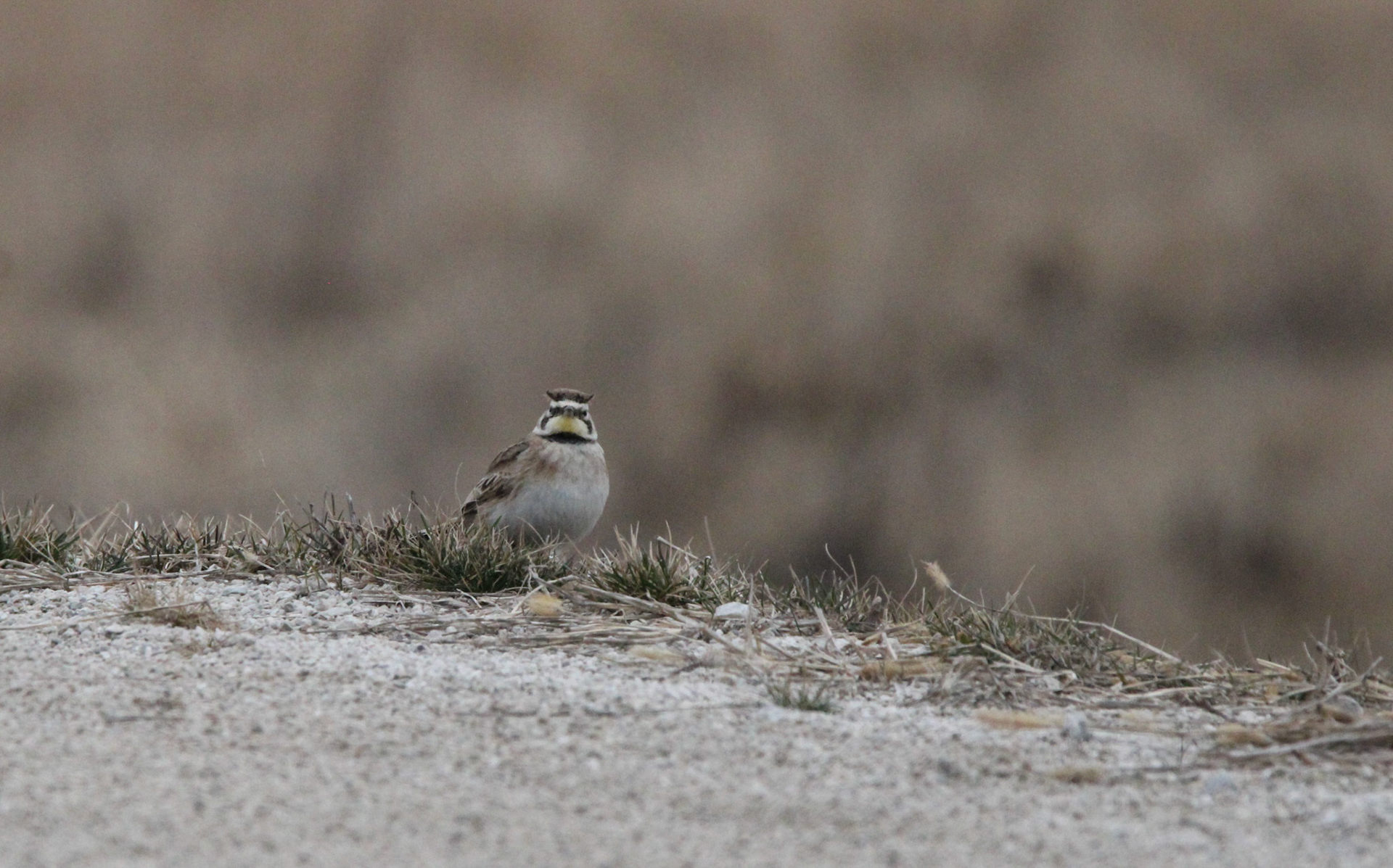 Horned Lark