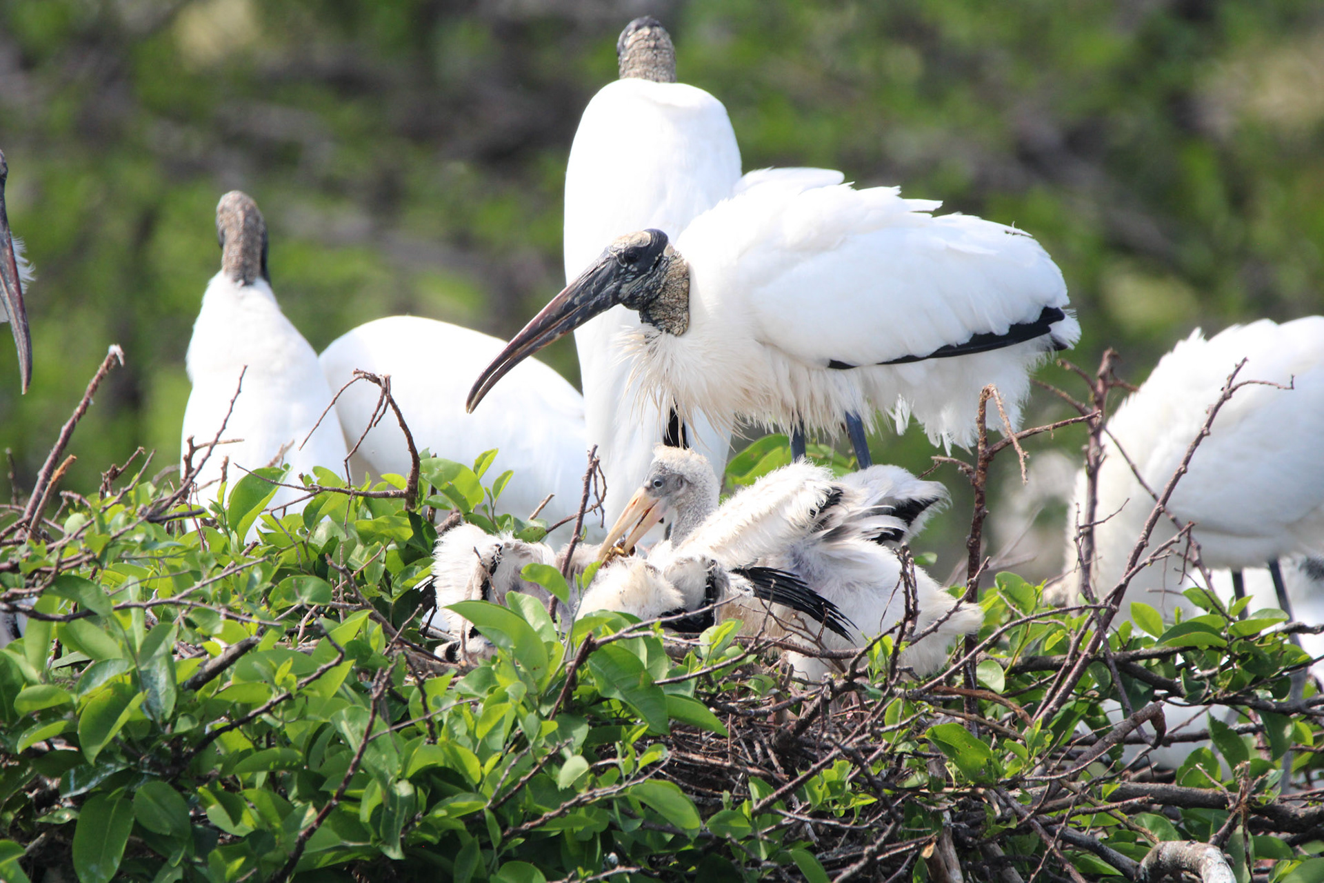 Wood Stork - Wakodahatchee Wetlands