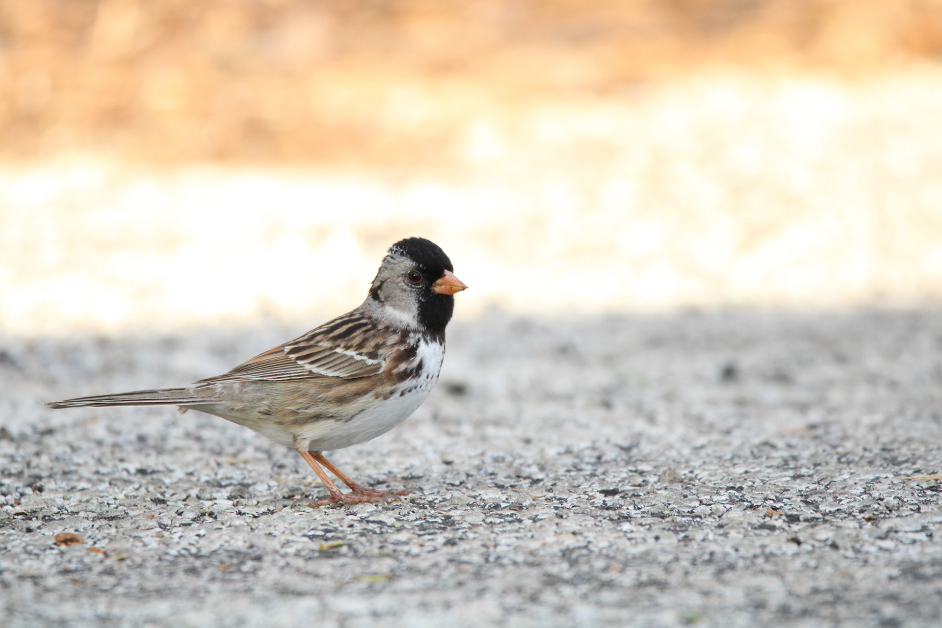 Harris's Sparrow