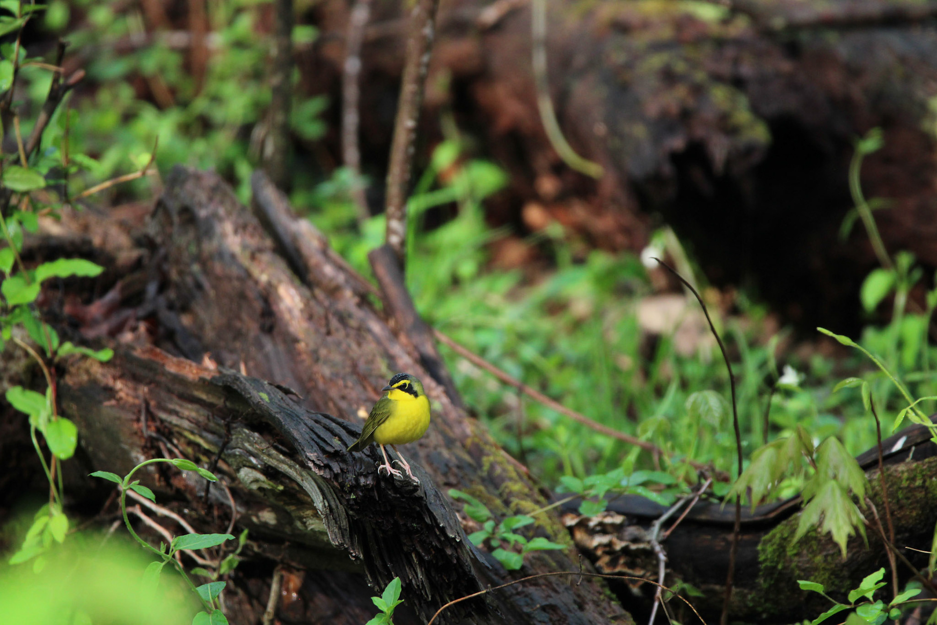 Kentucky Warbler