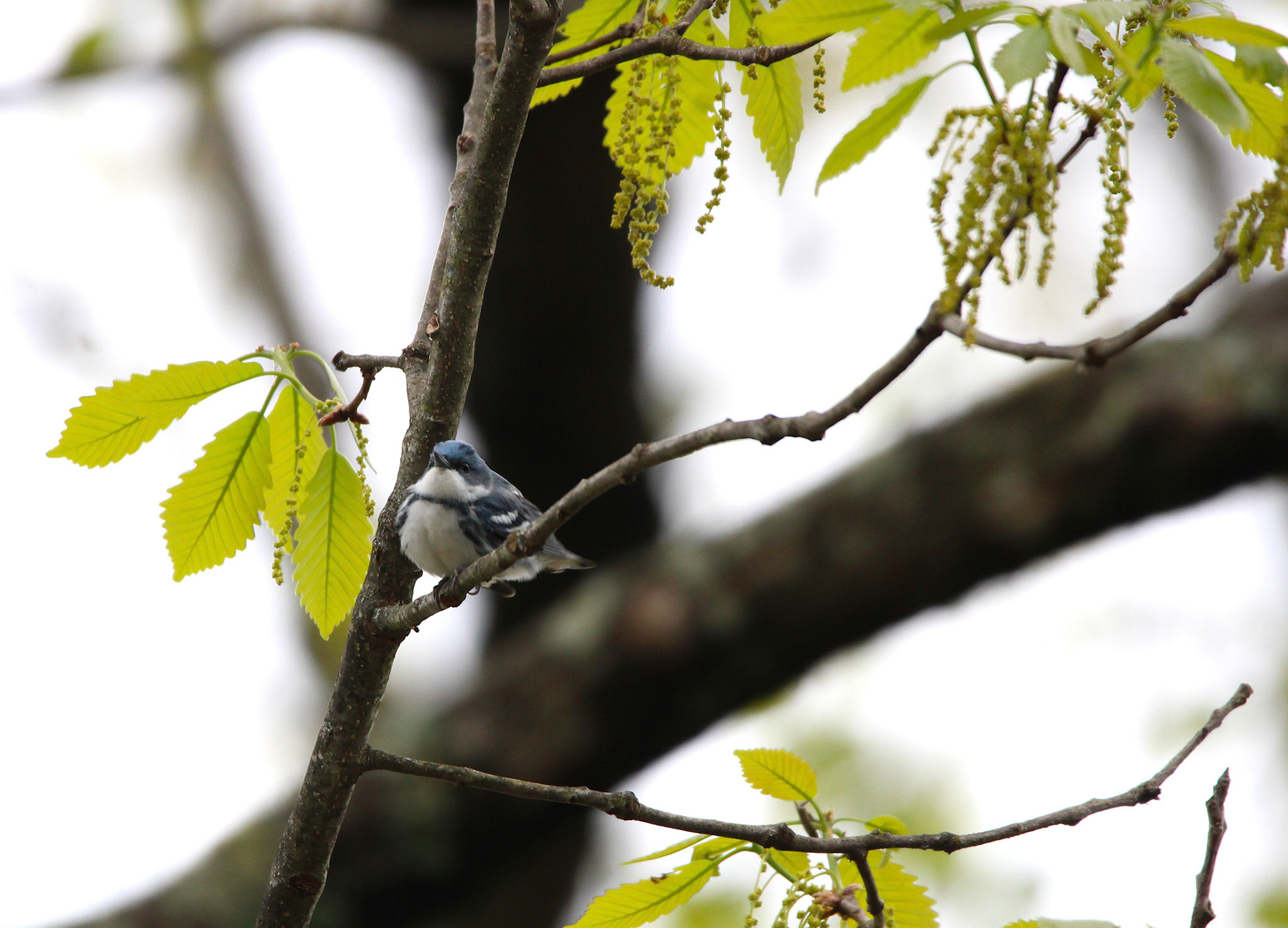 Cerulean Warbler