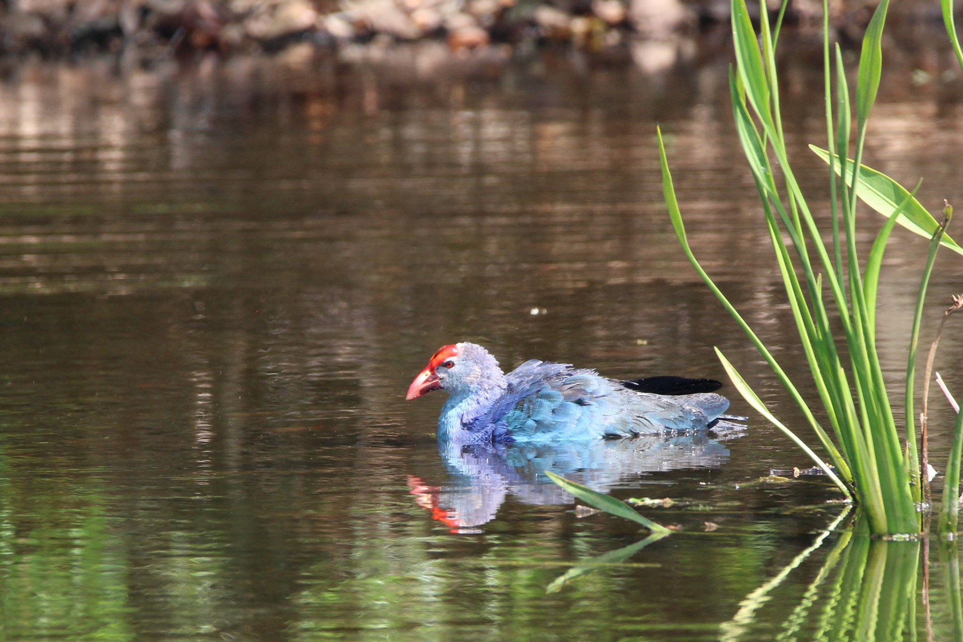Gray-headed Swamphen - Wakodahatchee Wetlands