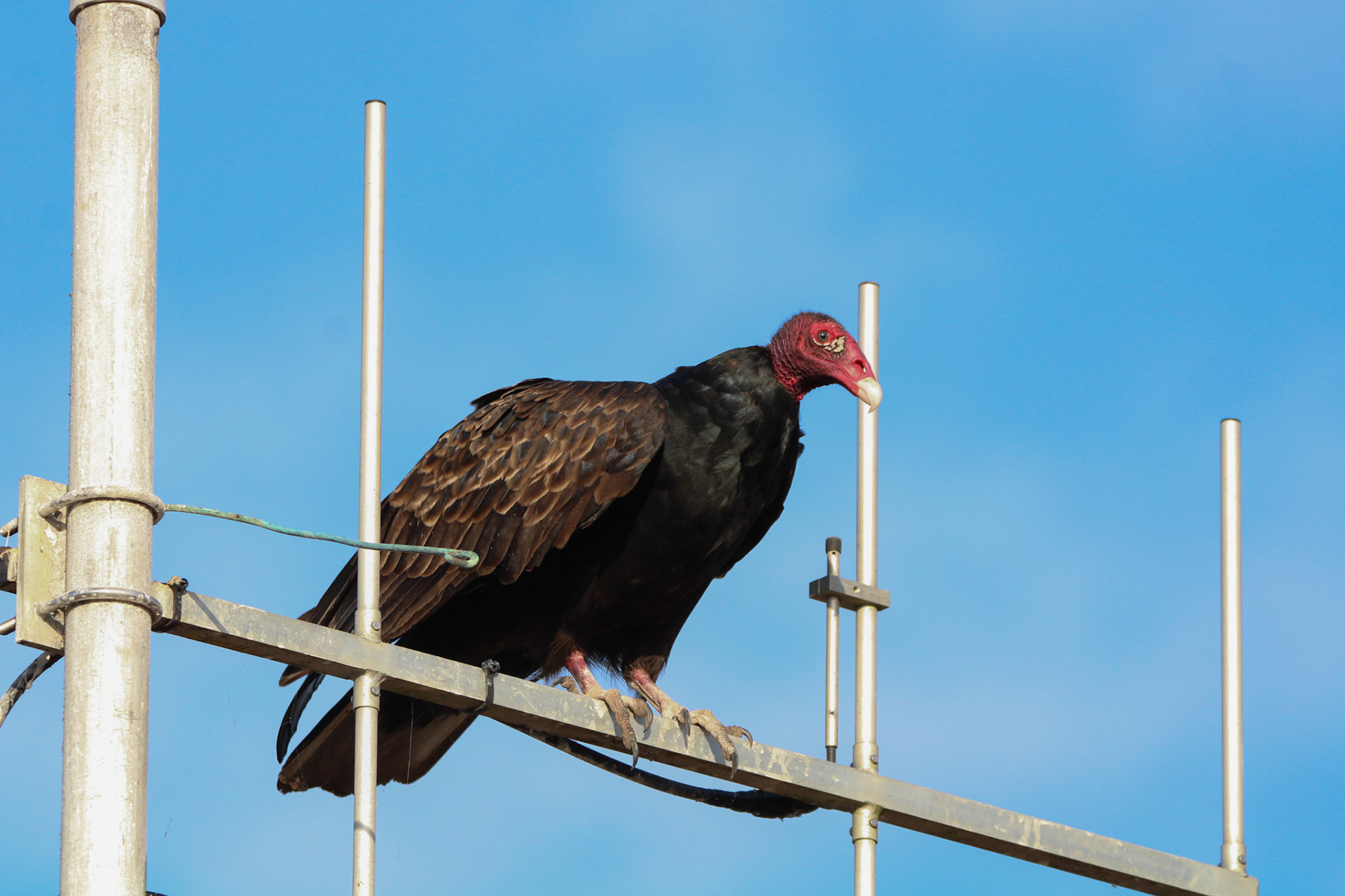 Turkey Vulture