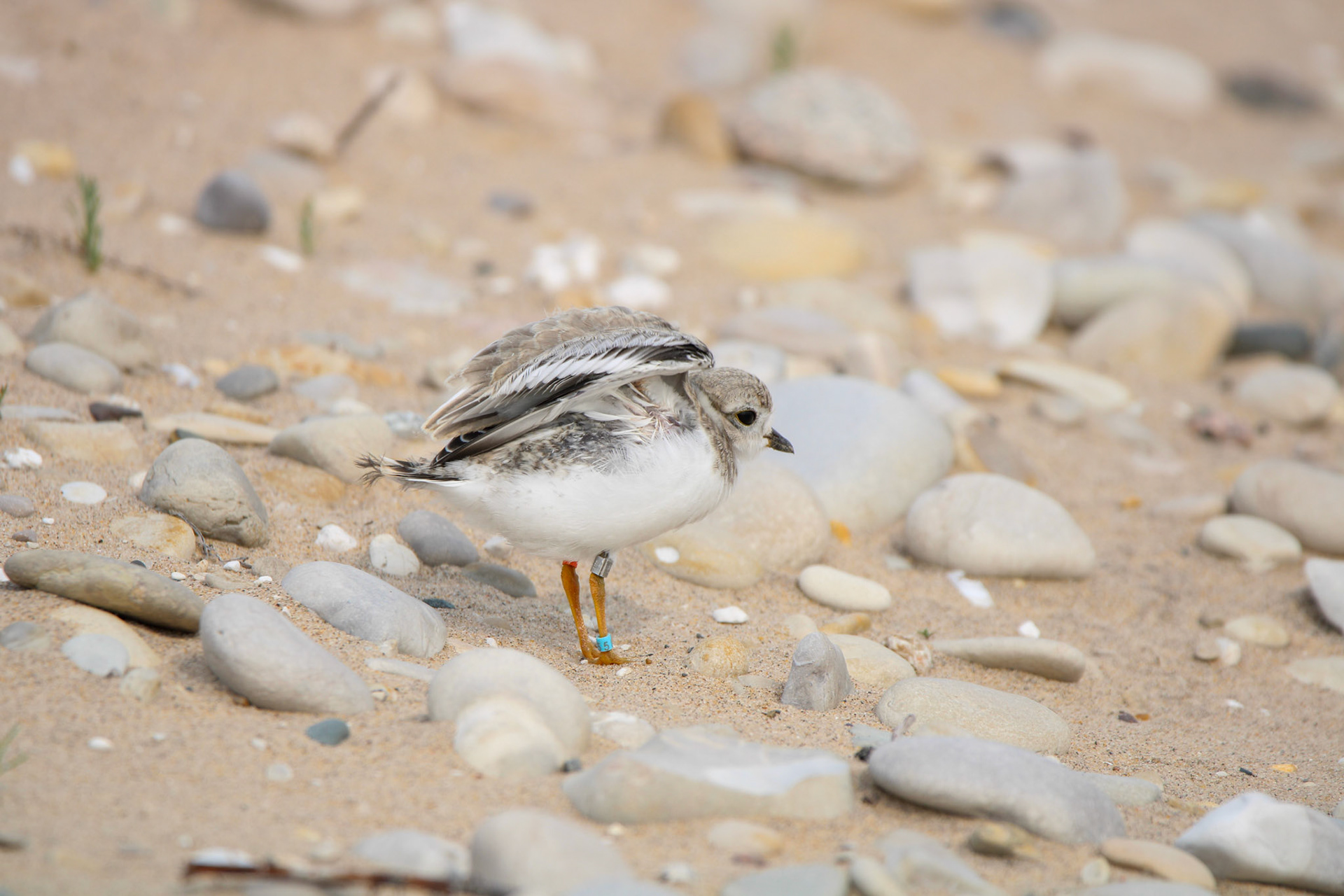 Piping Plover