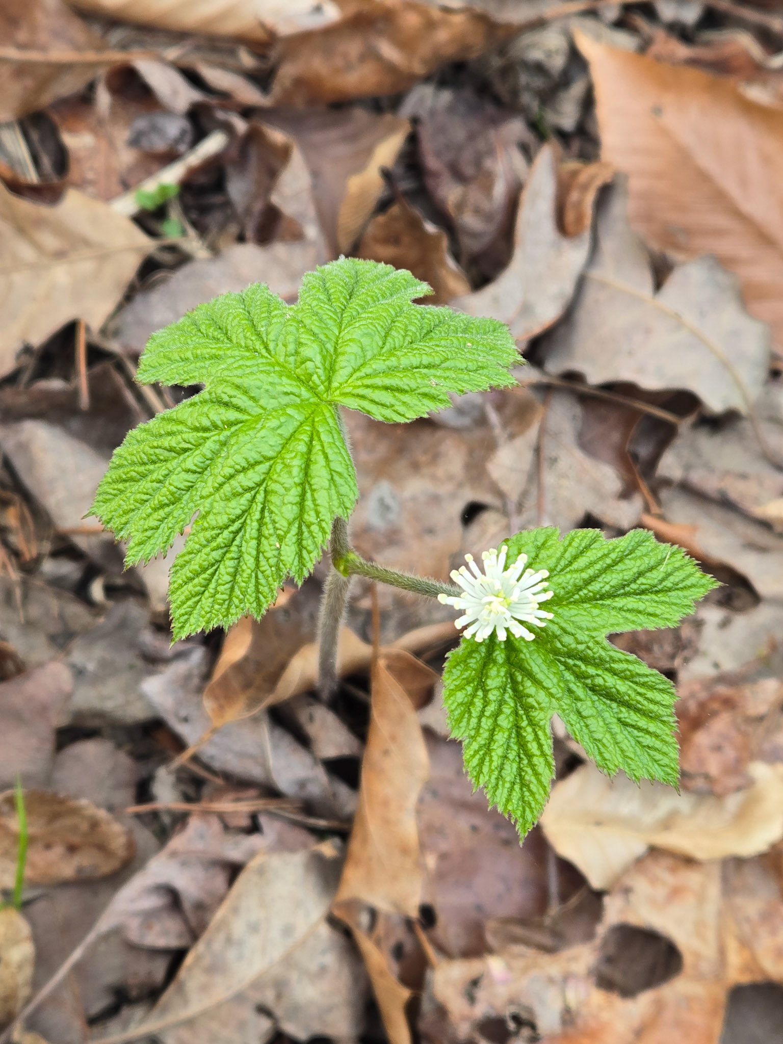 Goldenseal