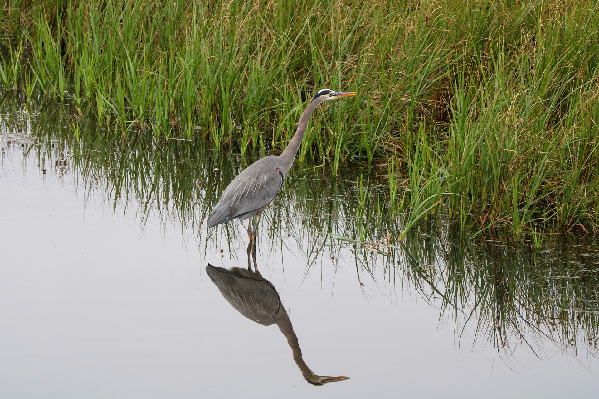Great Blue Heron - Rodeo Lagoon