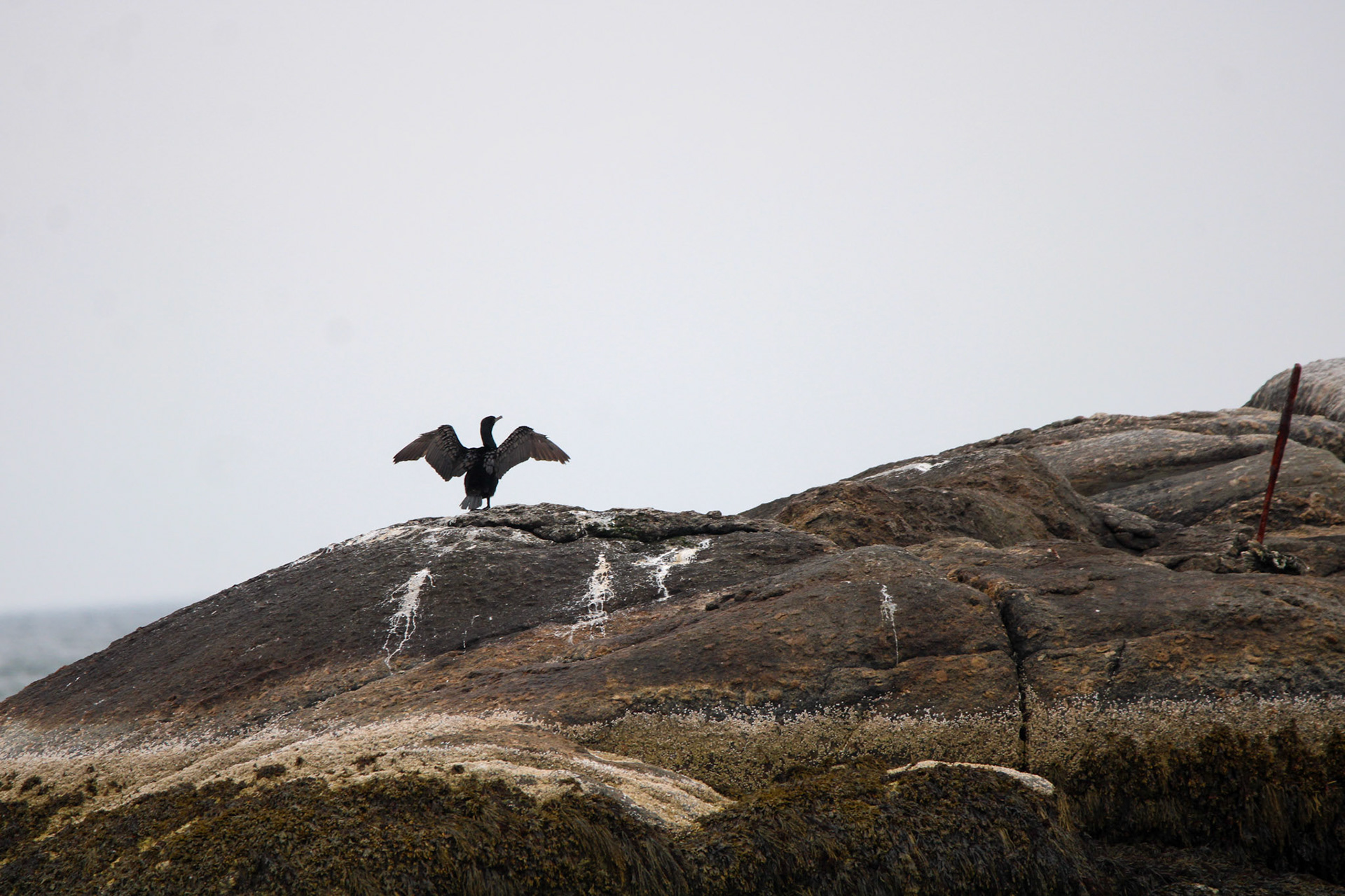 Double-crested Cormorant by Ryan