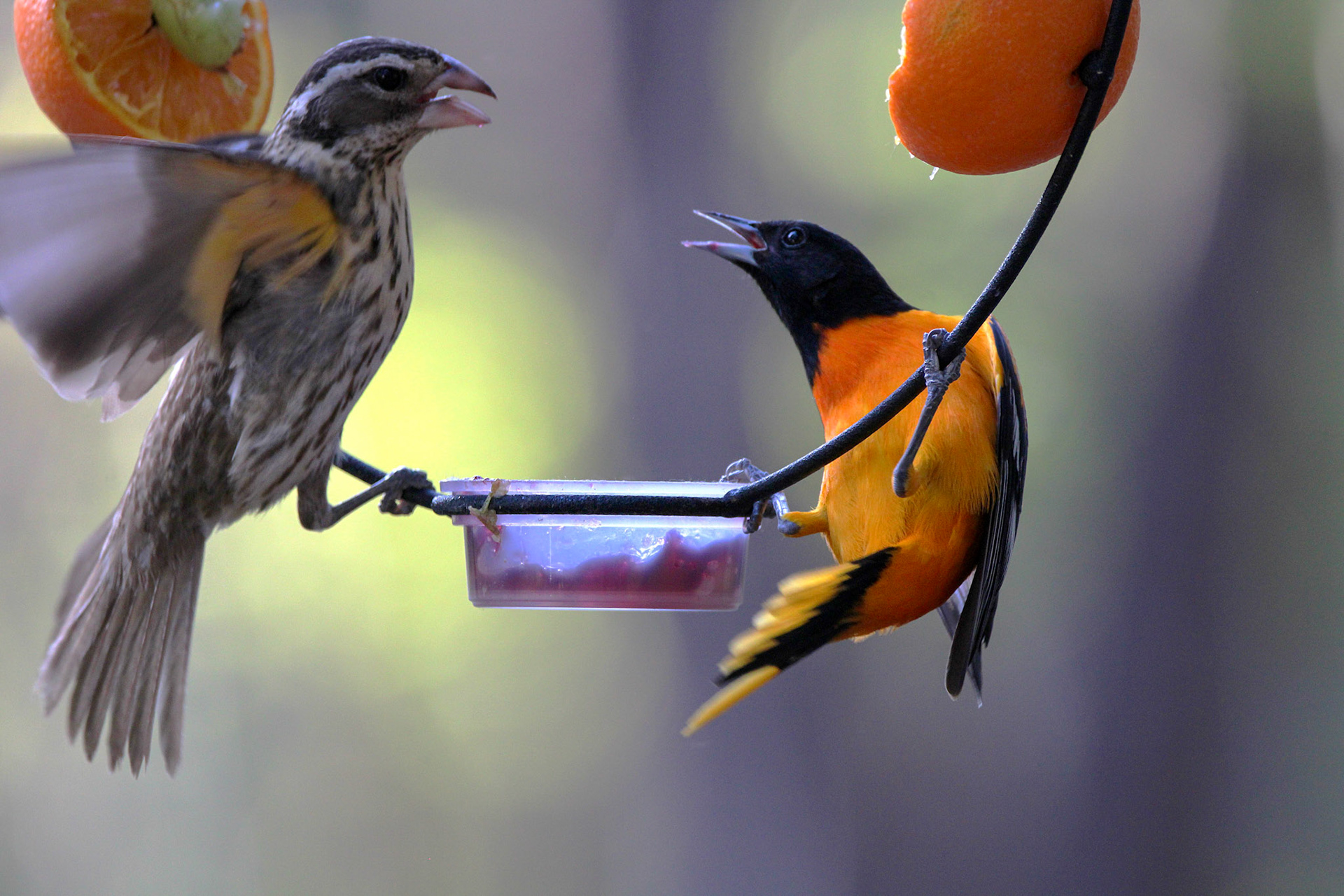 Rose-breasted Grosbeak (F) and Baltimore Oriole