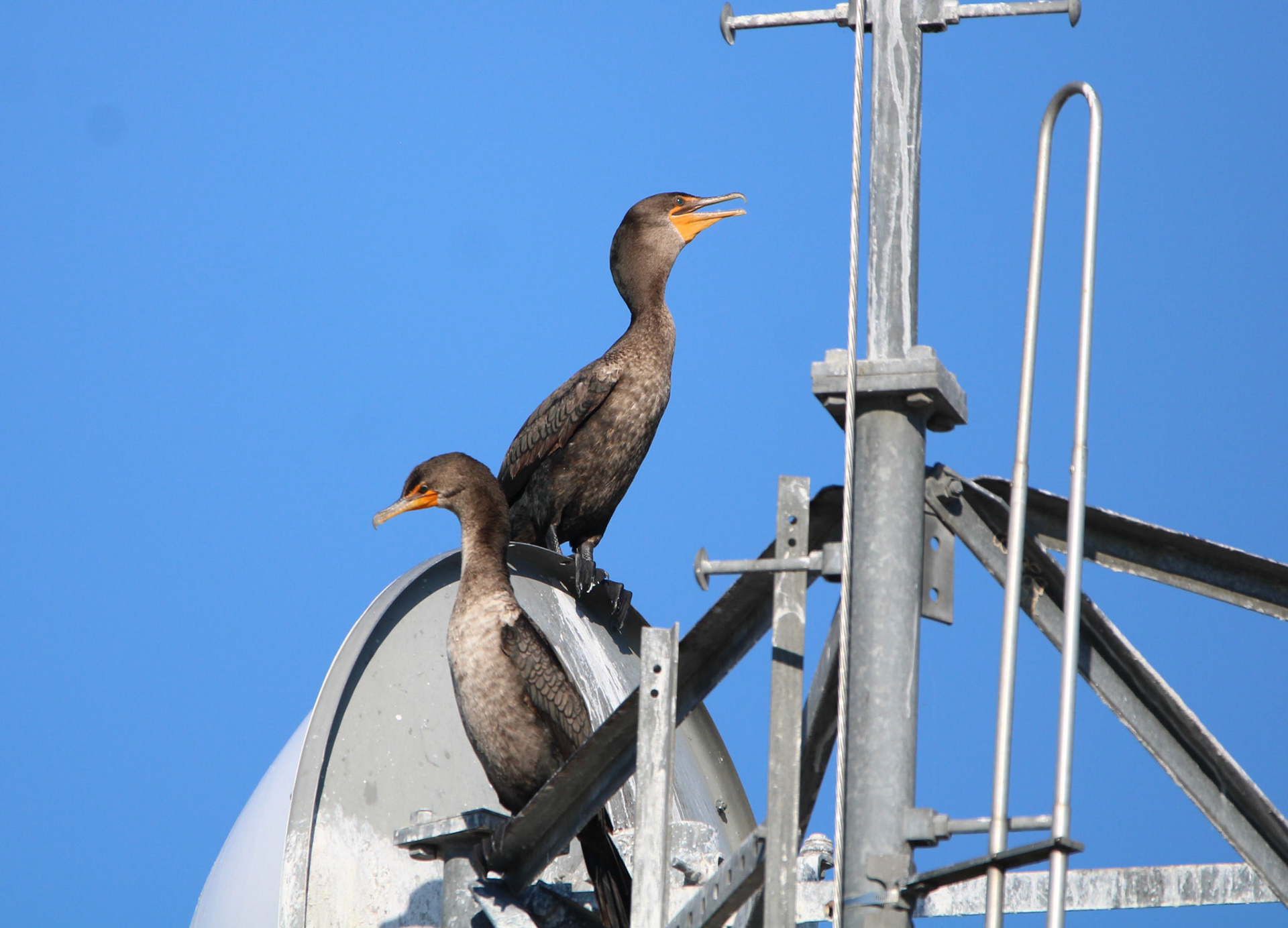 Double-crested Cormorant - Holey Land Wildlife Management Area