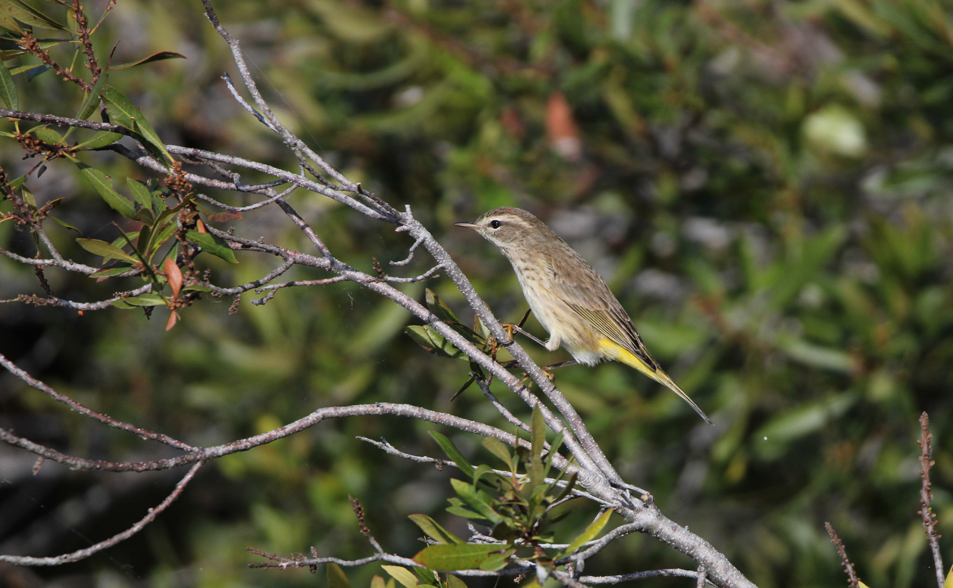 Palm Warbler