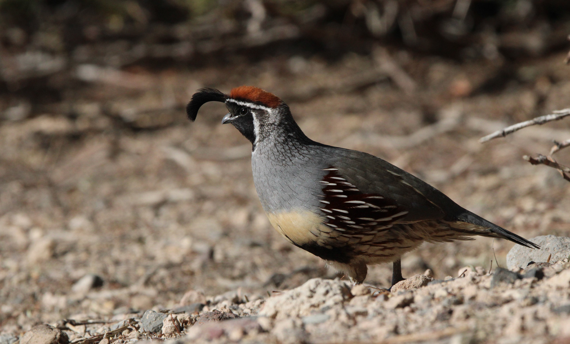 Gambel's Quail