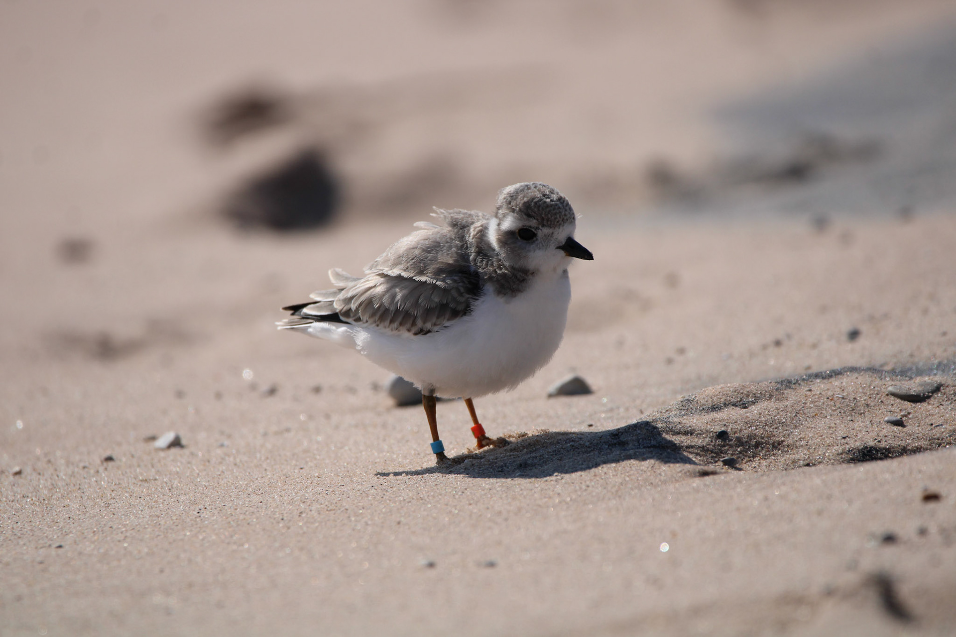 Piping Plover