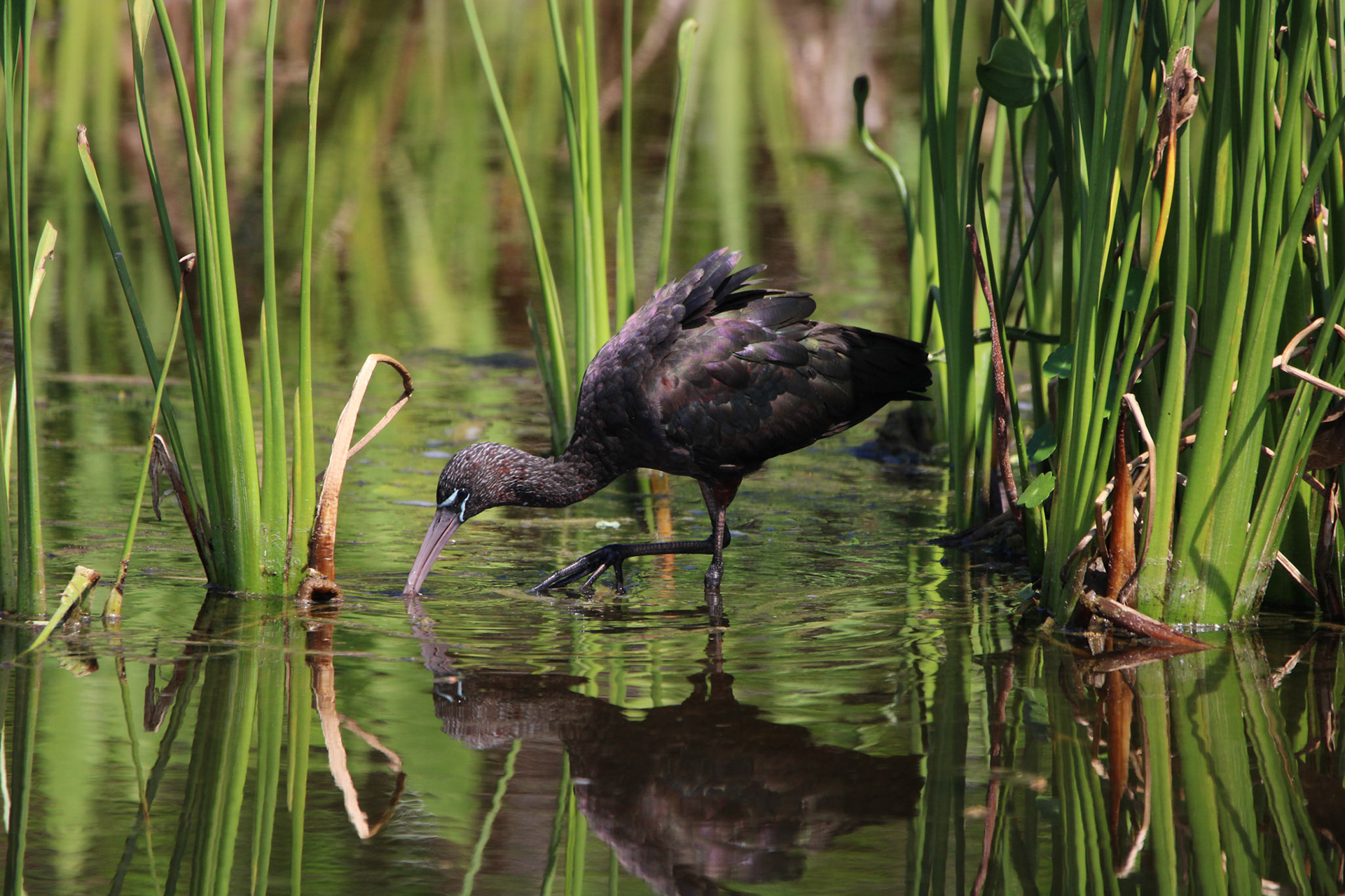 Glossy Ibis - Wakodahatchee Wetlands
