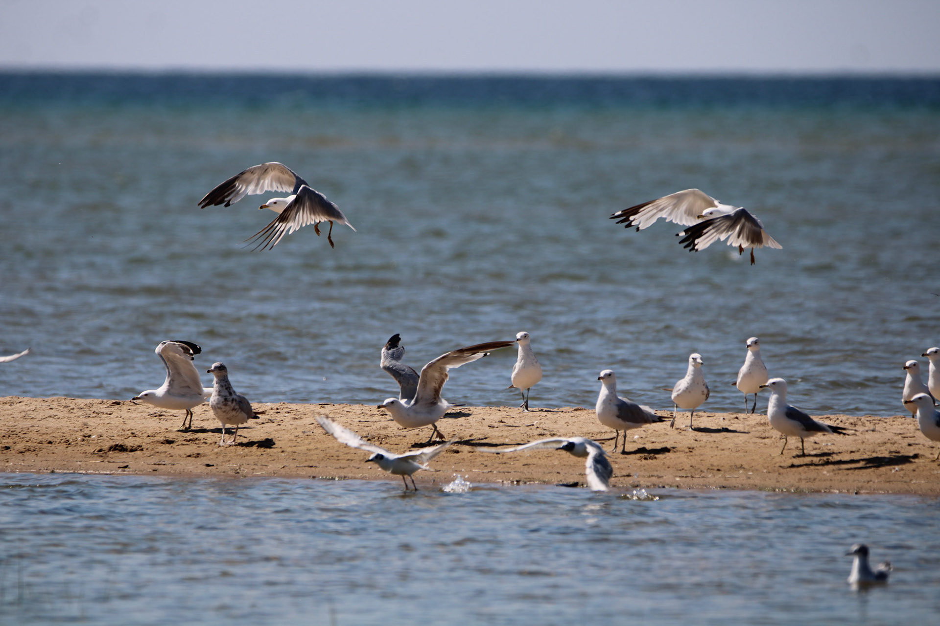 Ring-billed Gull