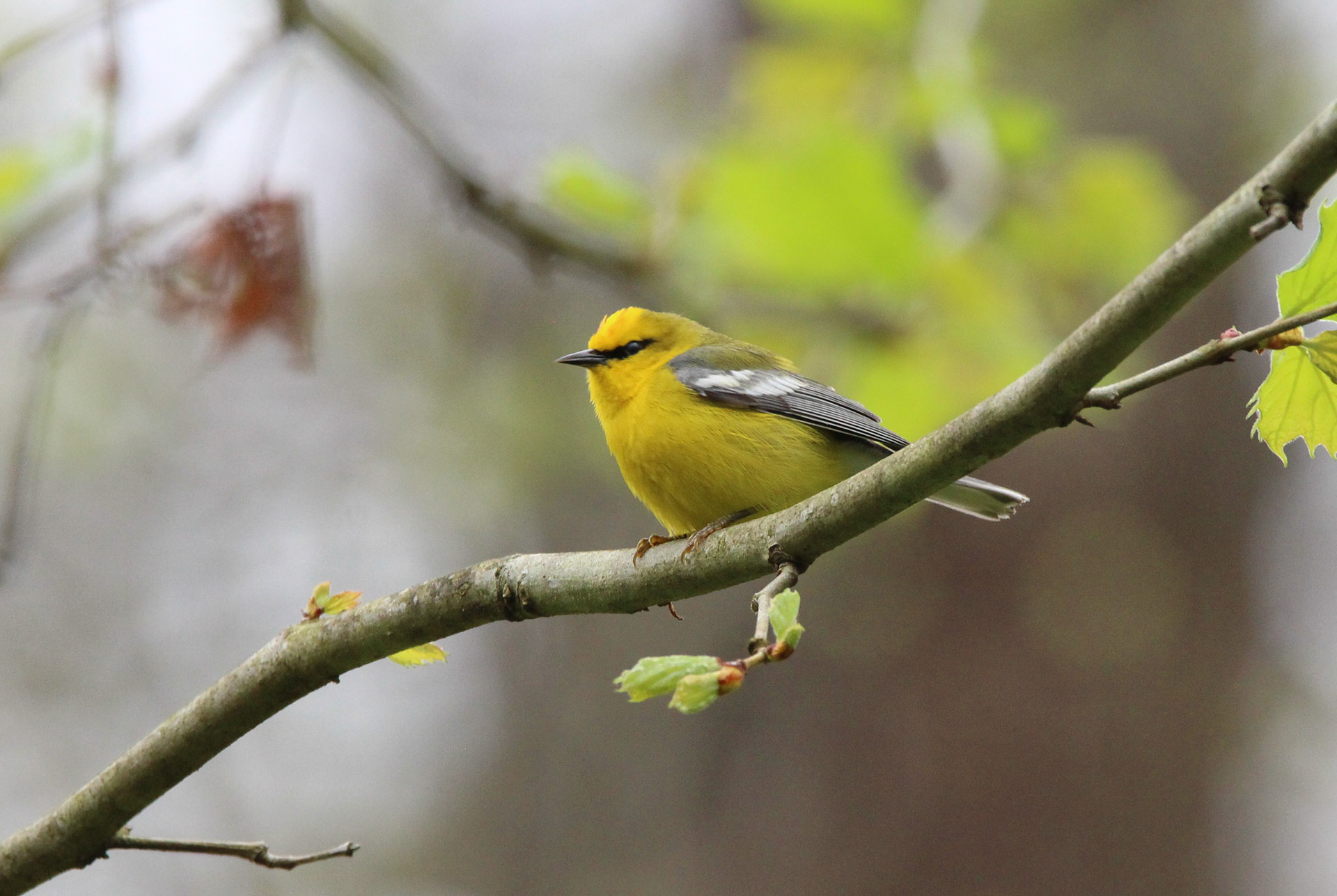Blue-winged Warbler