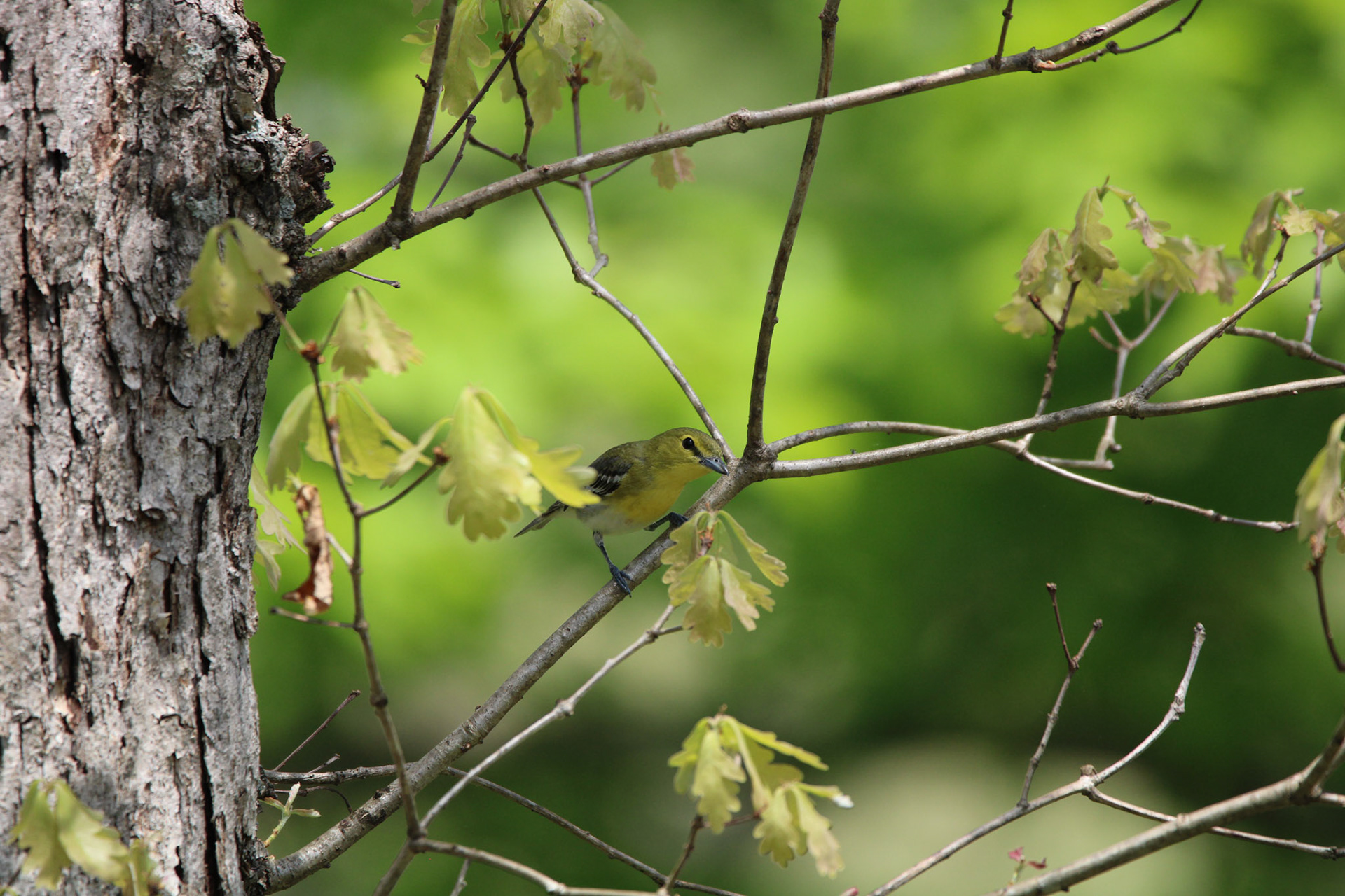 Yellow-throated Vireo