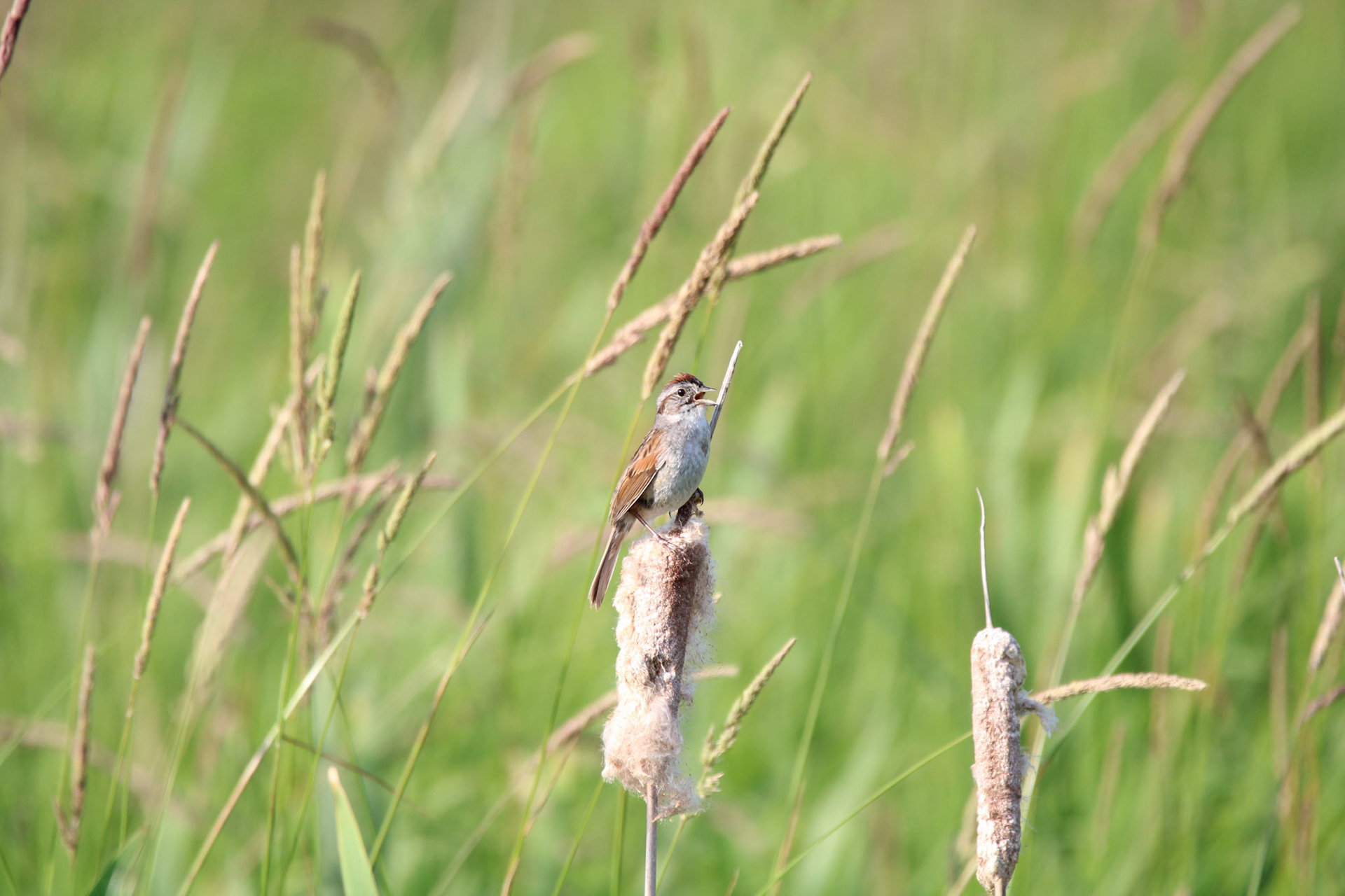 Swamp Sparrow
