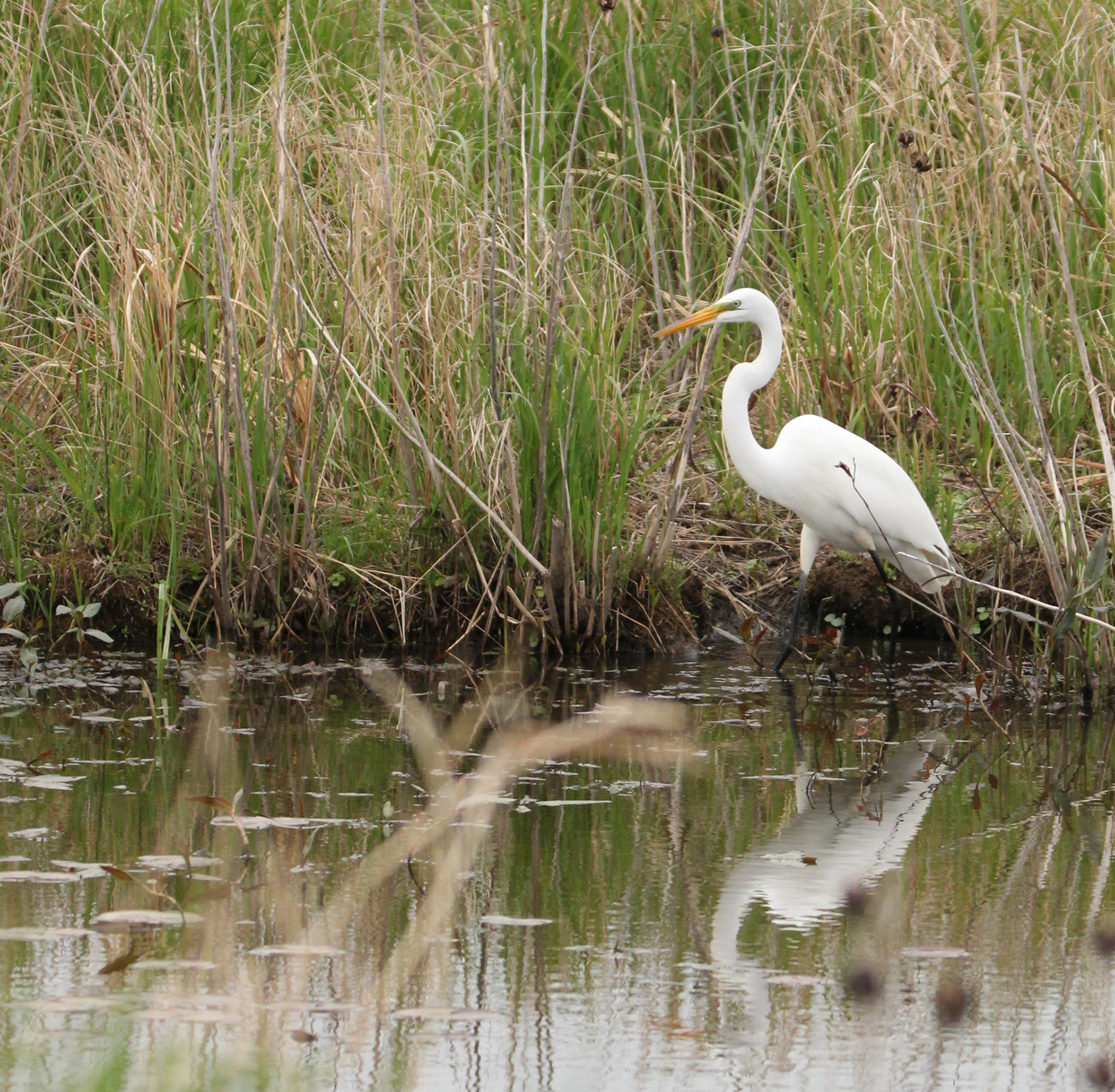 Great Egret