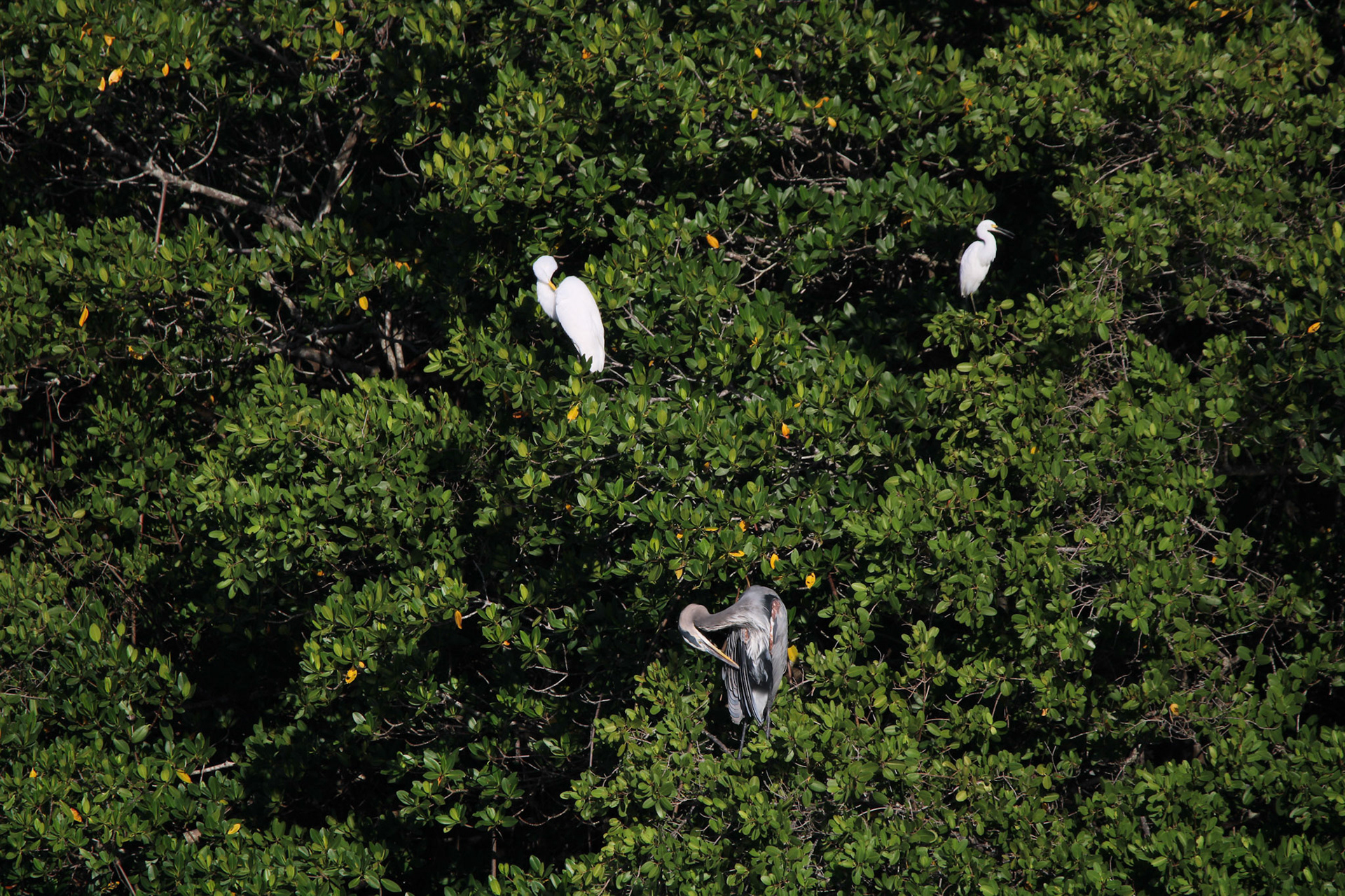 Wading Birds