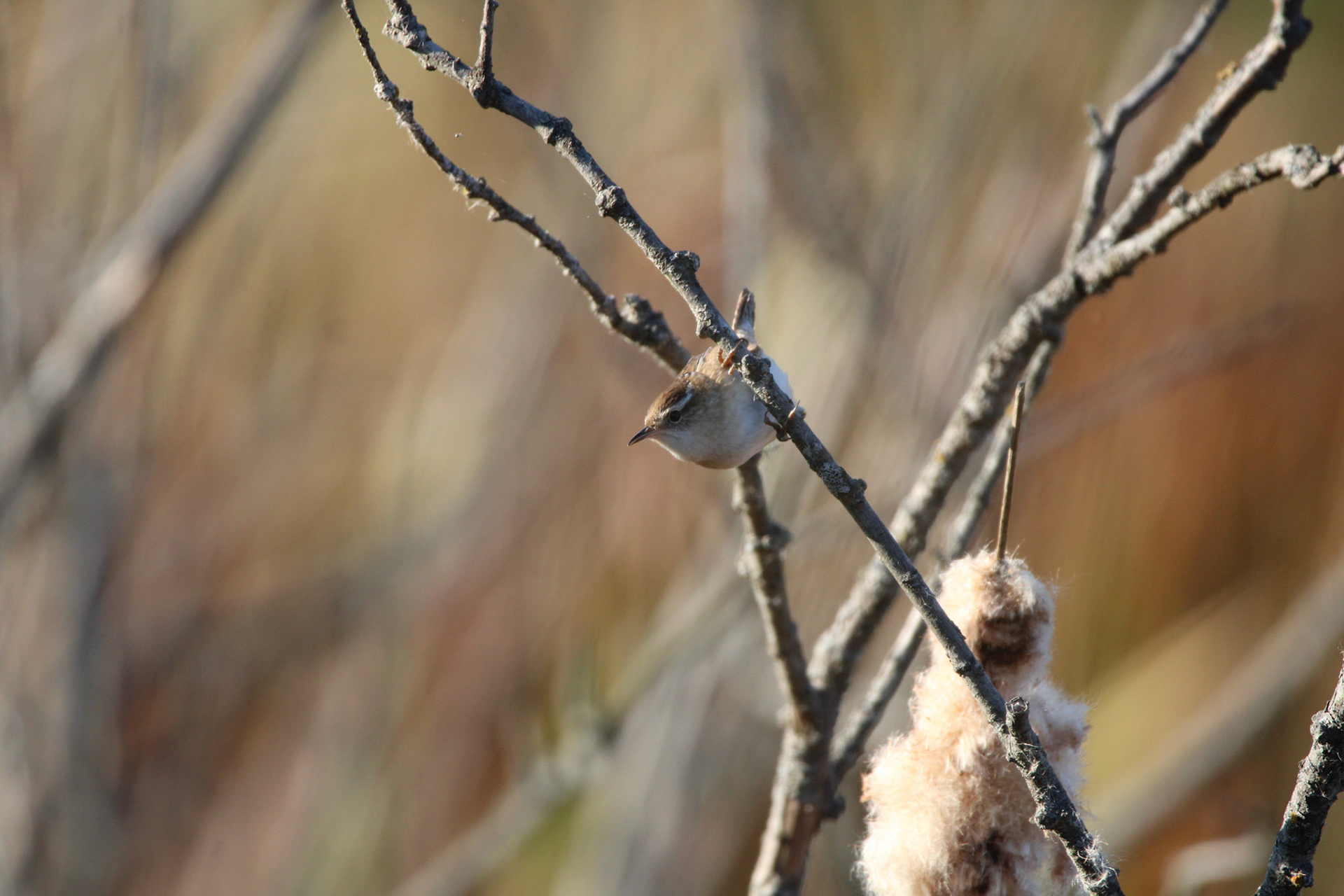 Marsh Wren