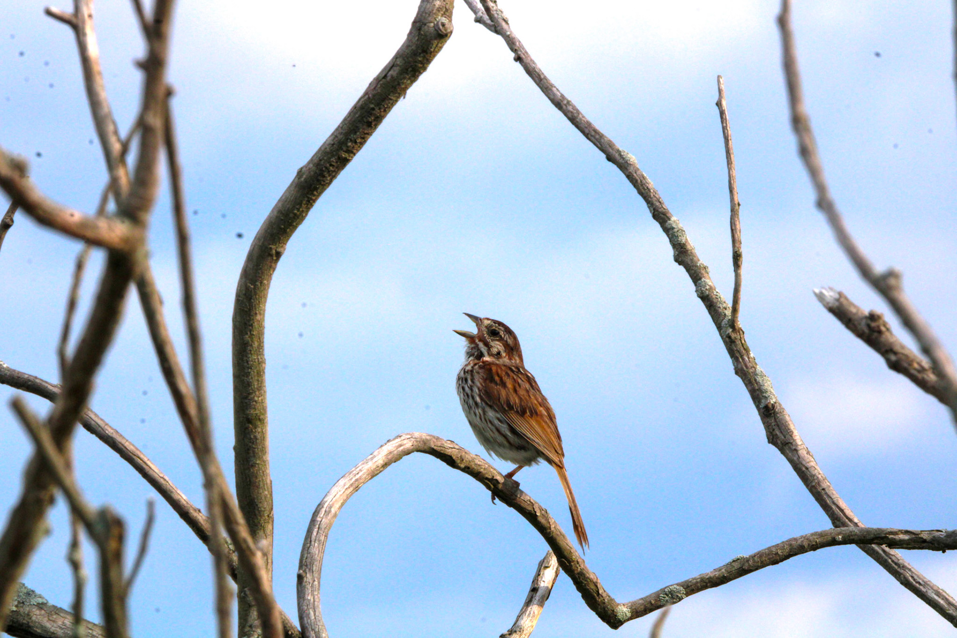 Song Sparrow