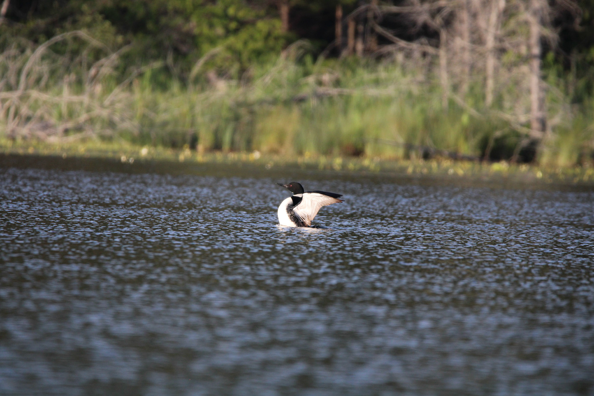 Common Loon