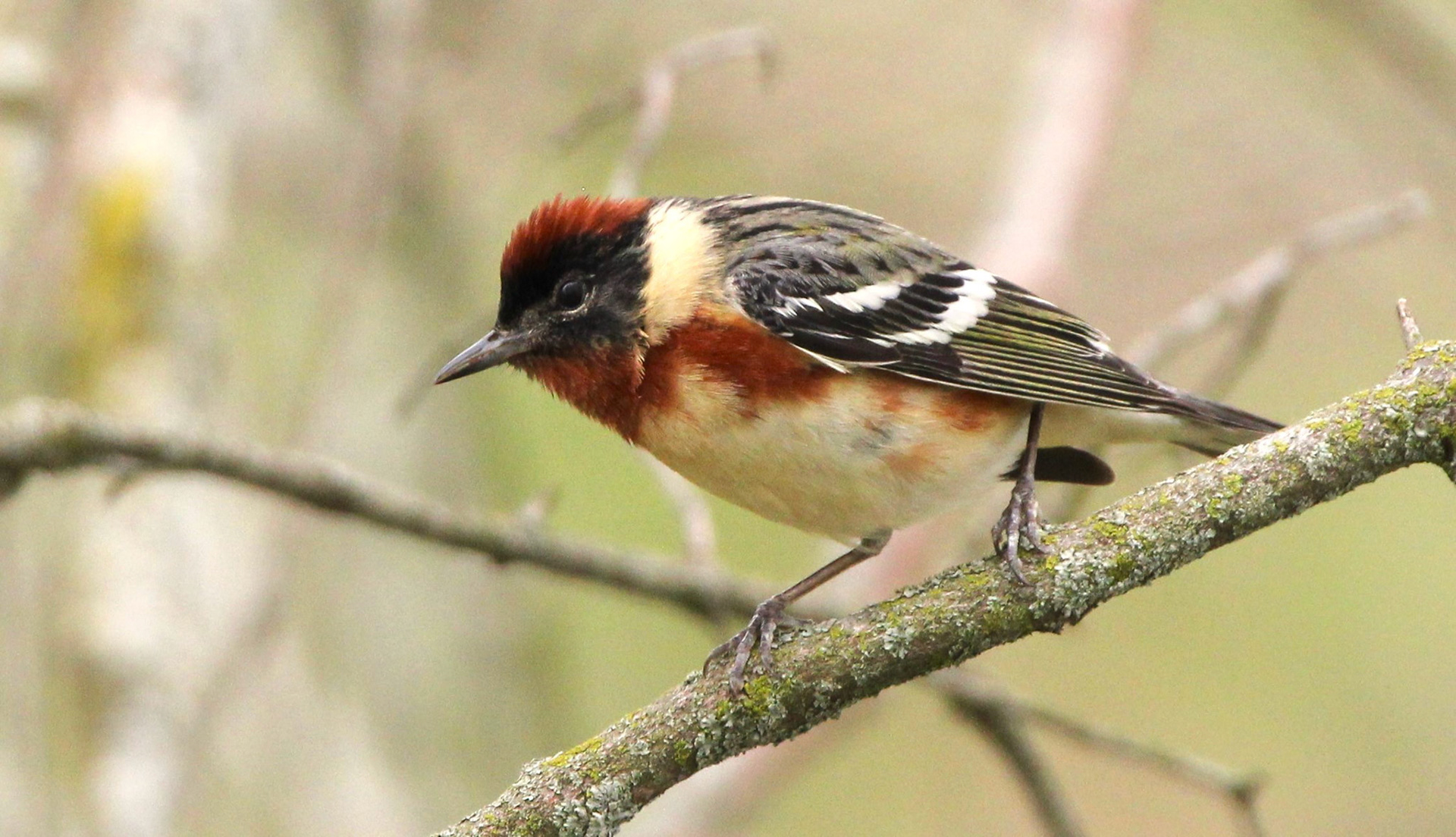 Bay-breasted Warbler