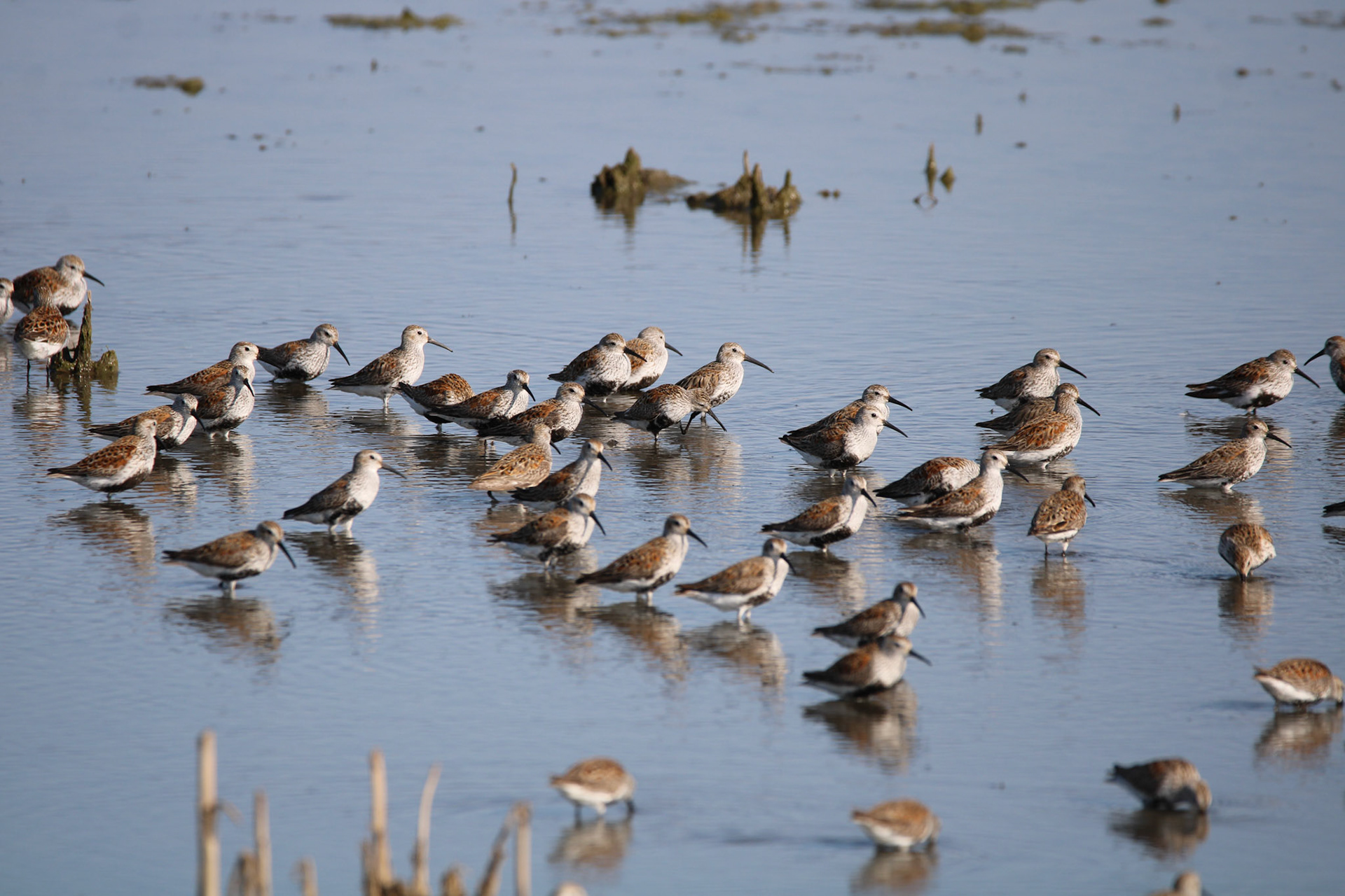 Dunlin