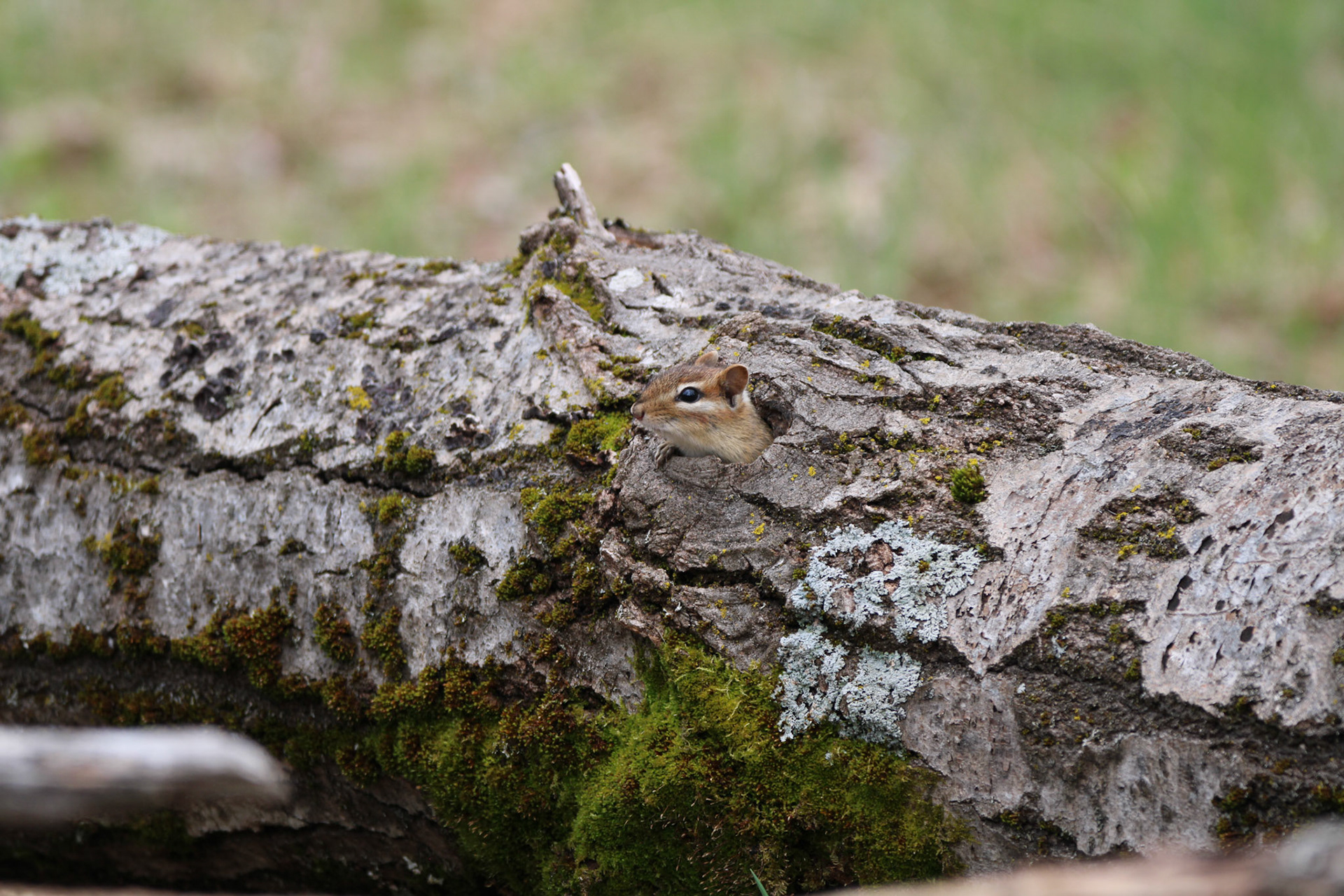 Eastern Chipmunk