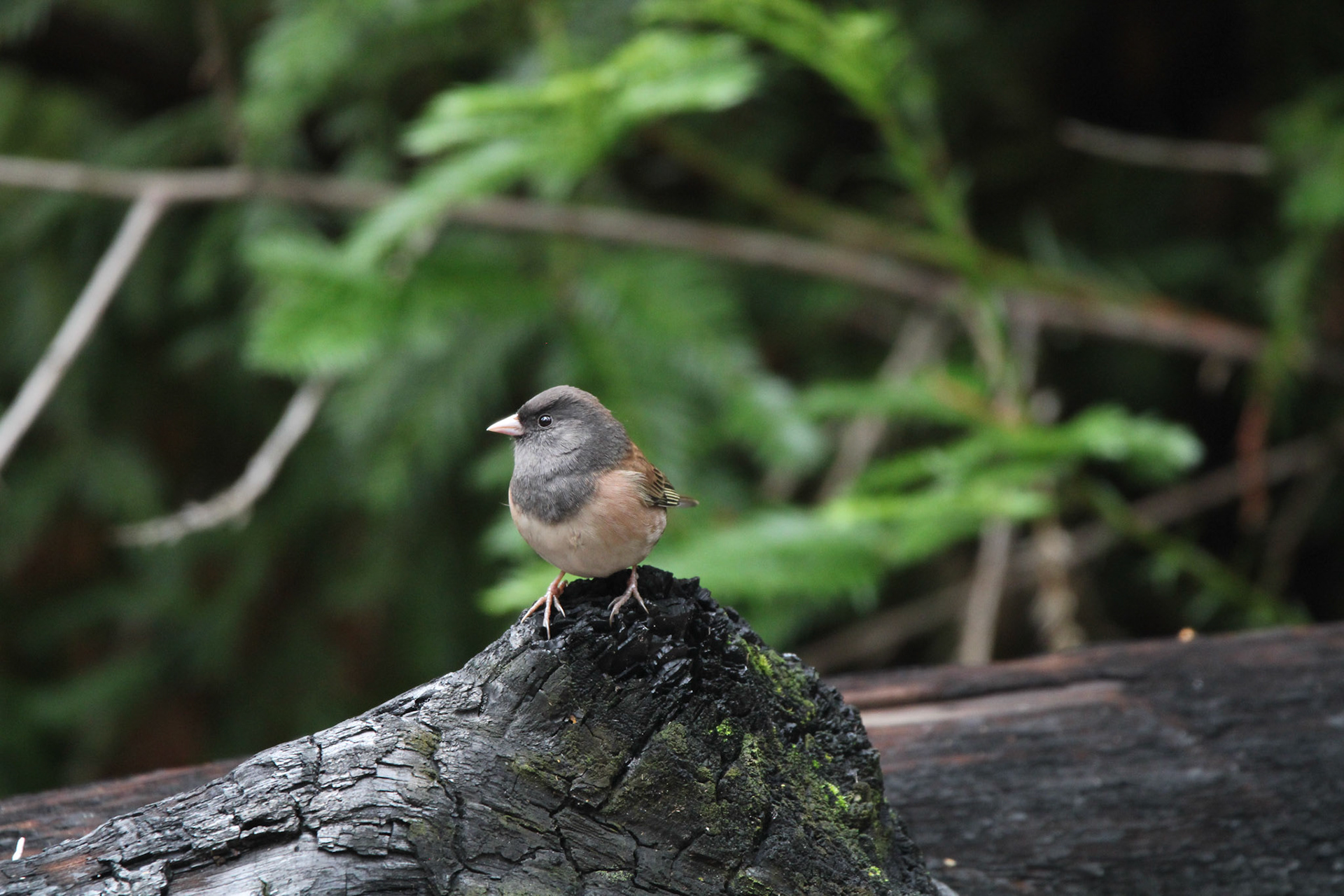 Dark-eyed Junco - Big Basin Redwoods State Park