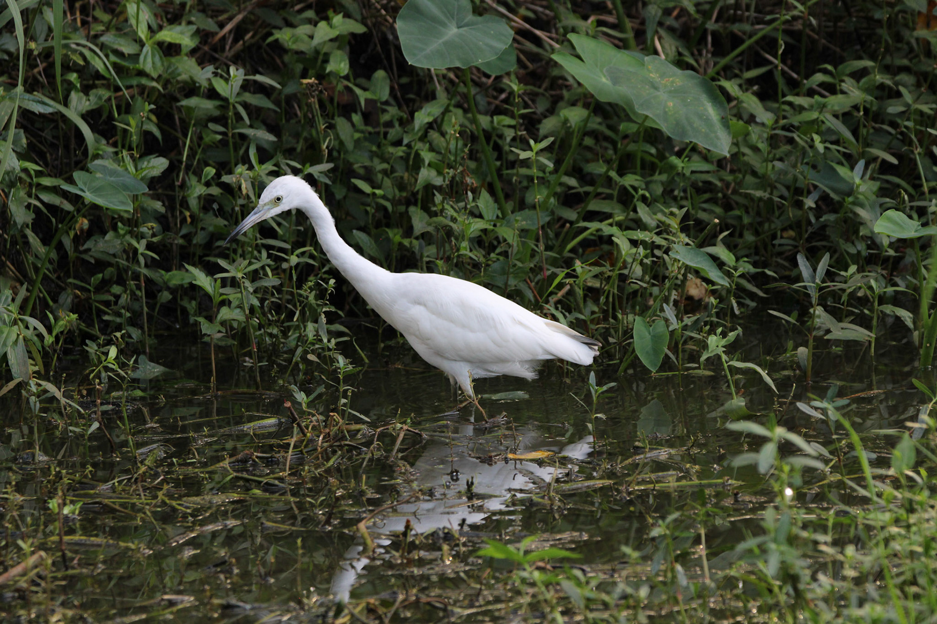Little Blue Heron
