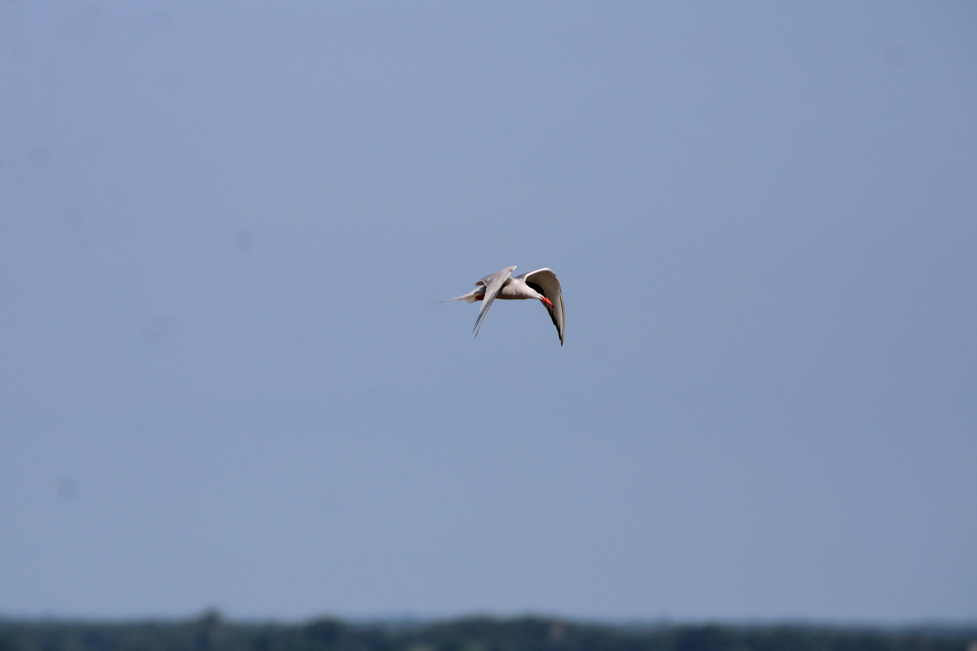 Common Tern