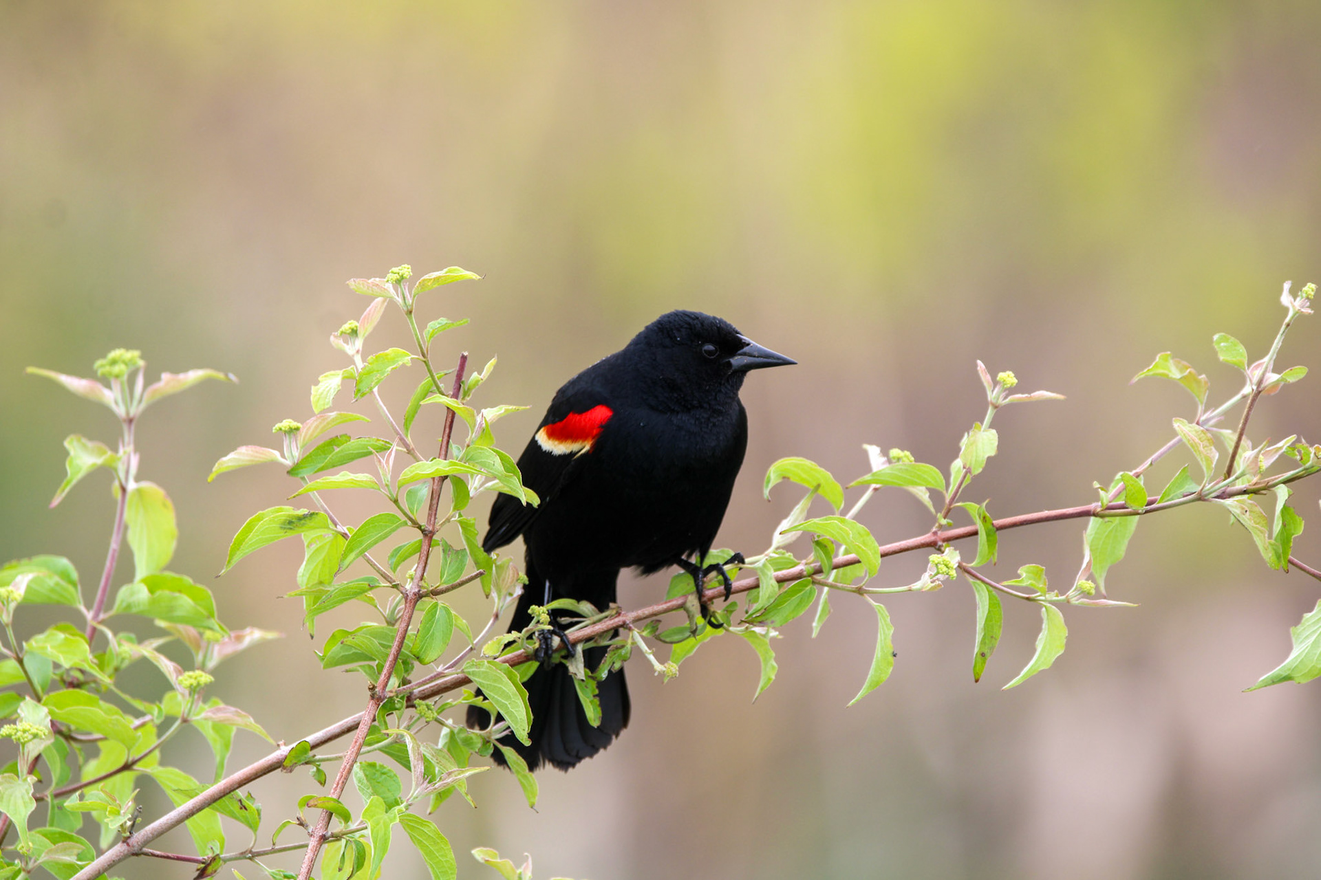 Red-winged Blackbird